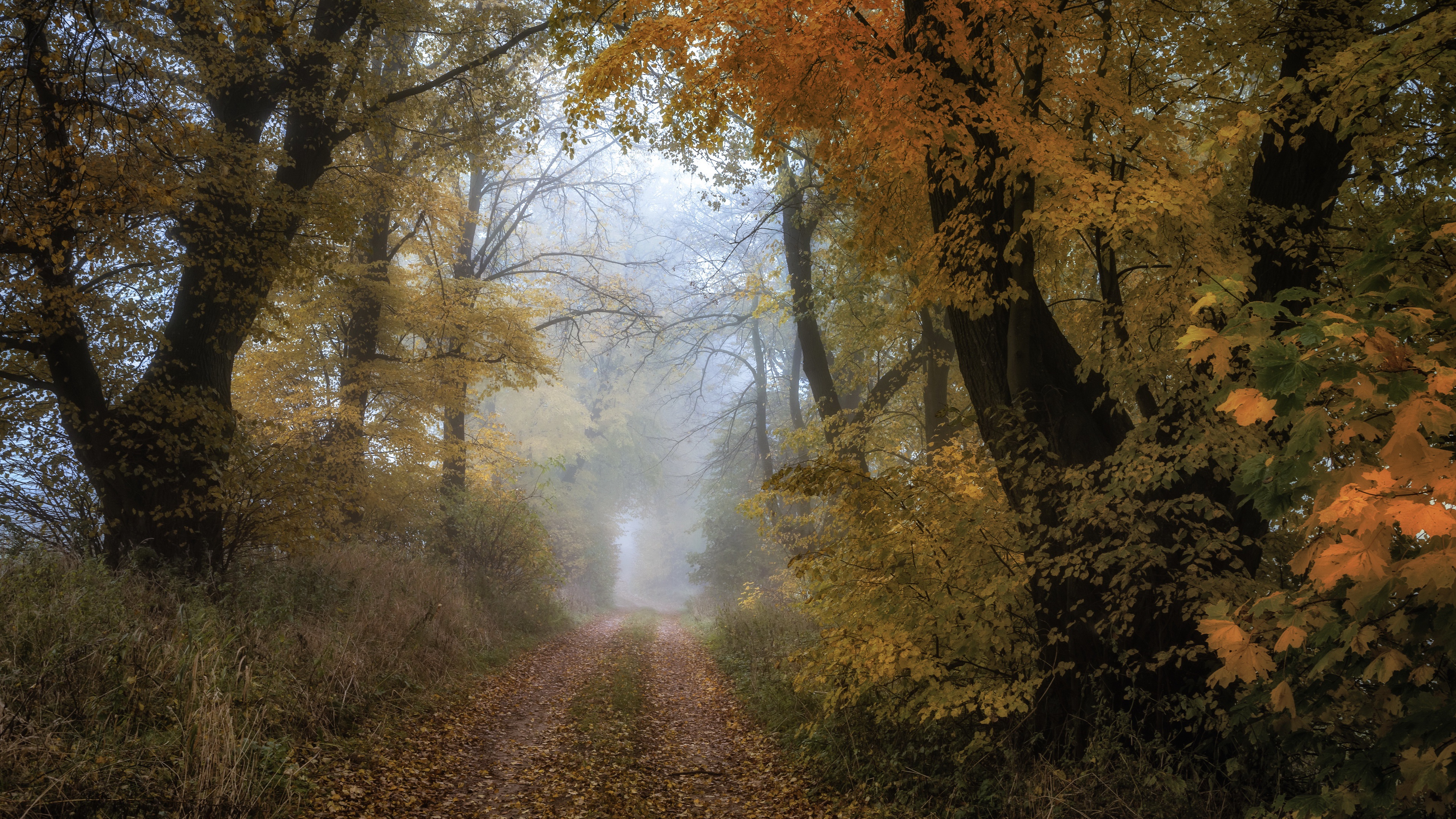 Free download wallpaper Road, Forest, Fall, Path, Man Made on your PC desktop