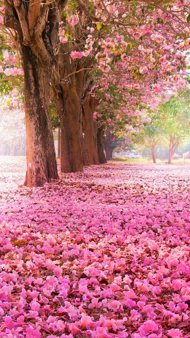 Handy-Wallpaper Bäume, Park, Baum, Erde, Blüte, Blütenblatt, Erde/natur, Pinke Blume, Von Bäumen Gesäumt kostenlos herunterladen.