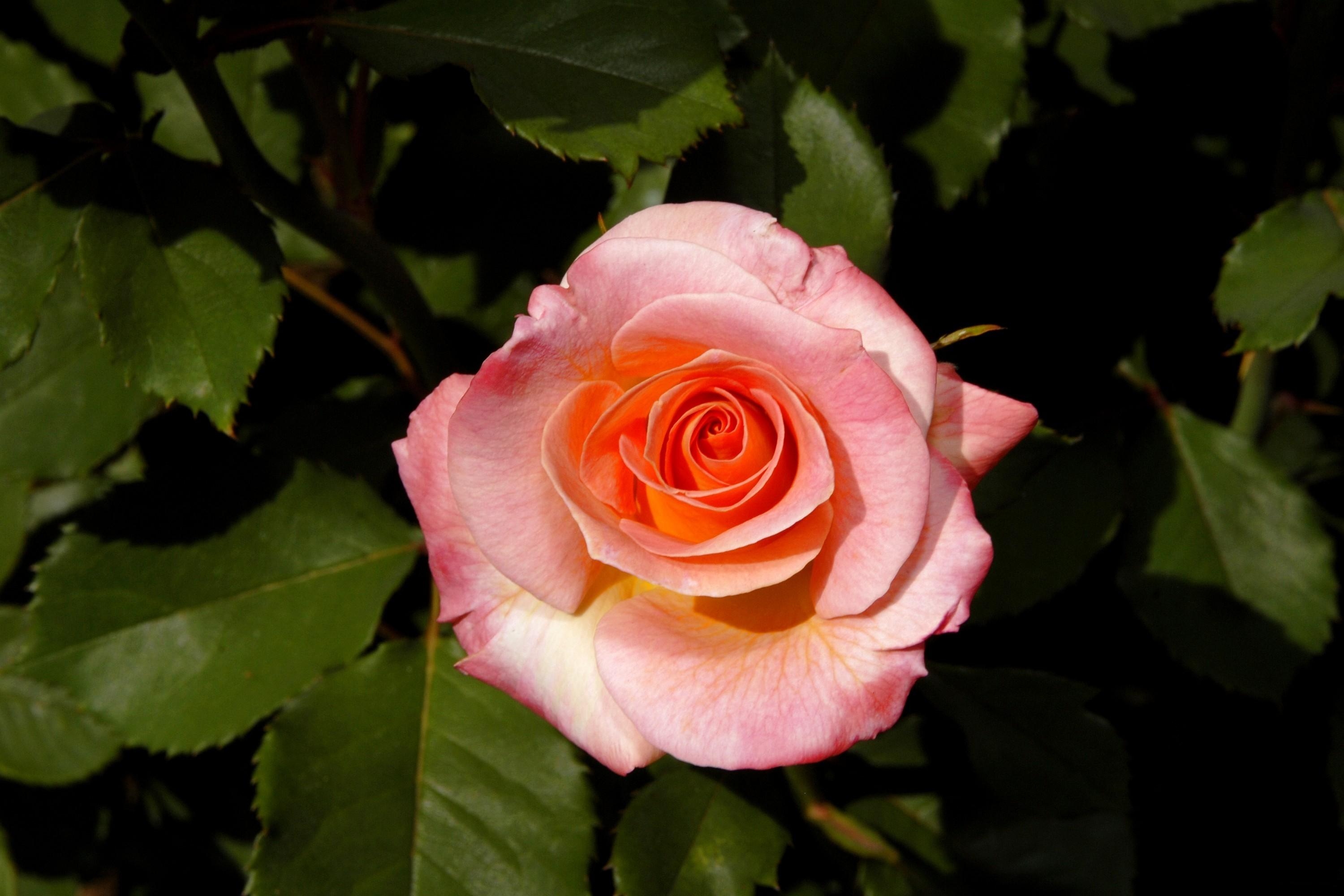Free download wallpaper Flowers, Bush, Flower, Rose Flower, Bud, Leaves, Rose on your PC desktop