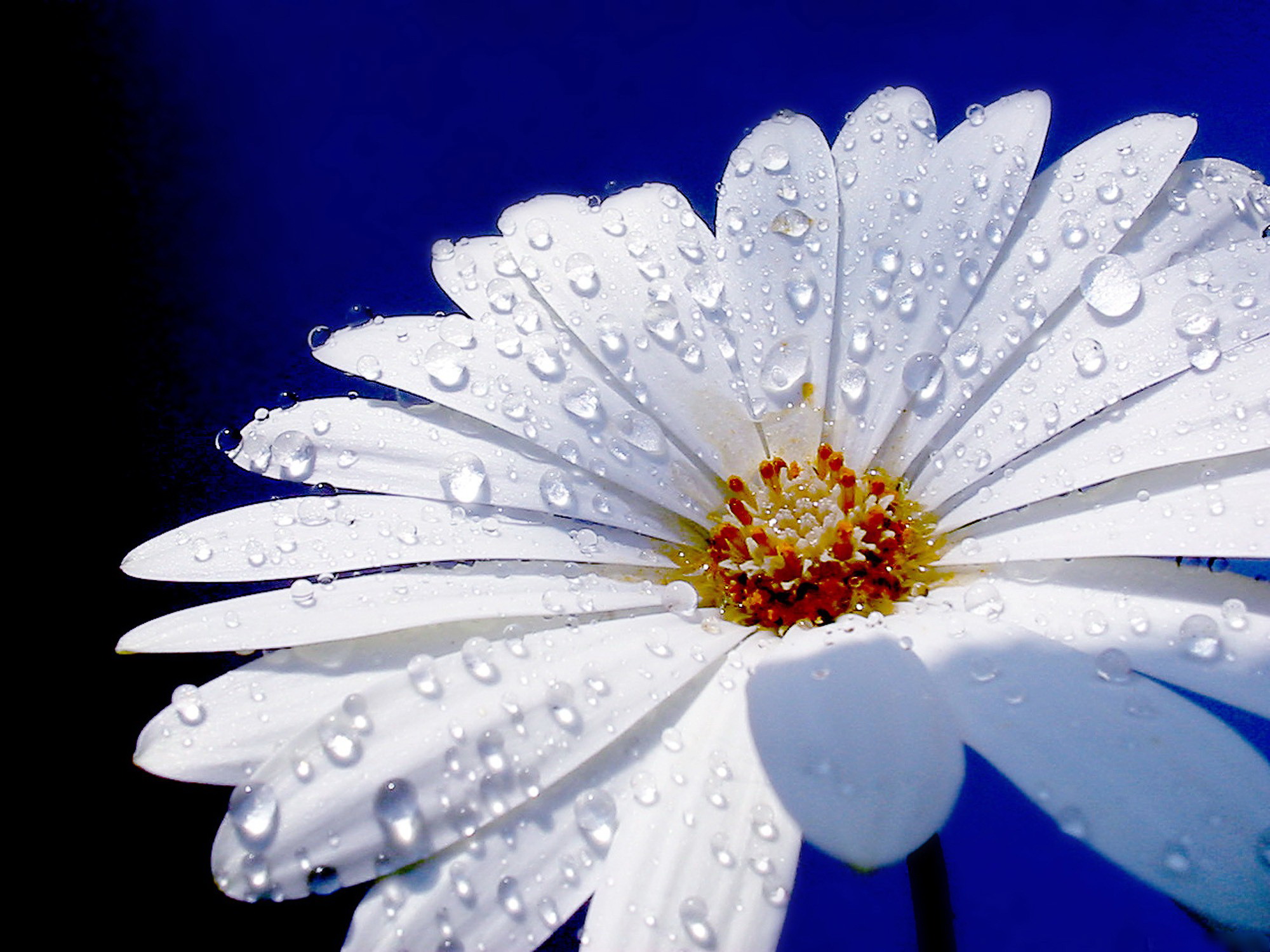 Handy-Wallpaper Gänseblümchen, Blumen, Erde/natur kostenlos herunterladen.