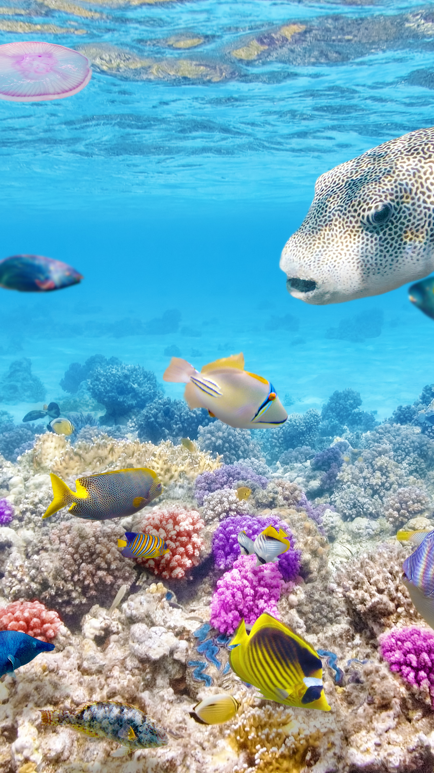 Laden Sie das Tiere, Fische, Fisch-Bild kostenlos auf Ihren PC-Desktop herunter
