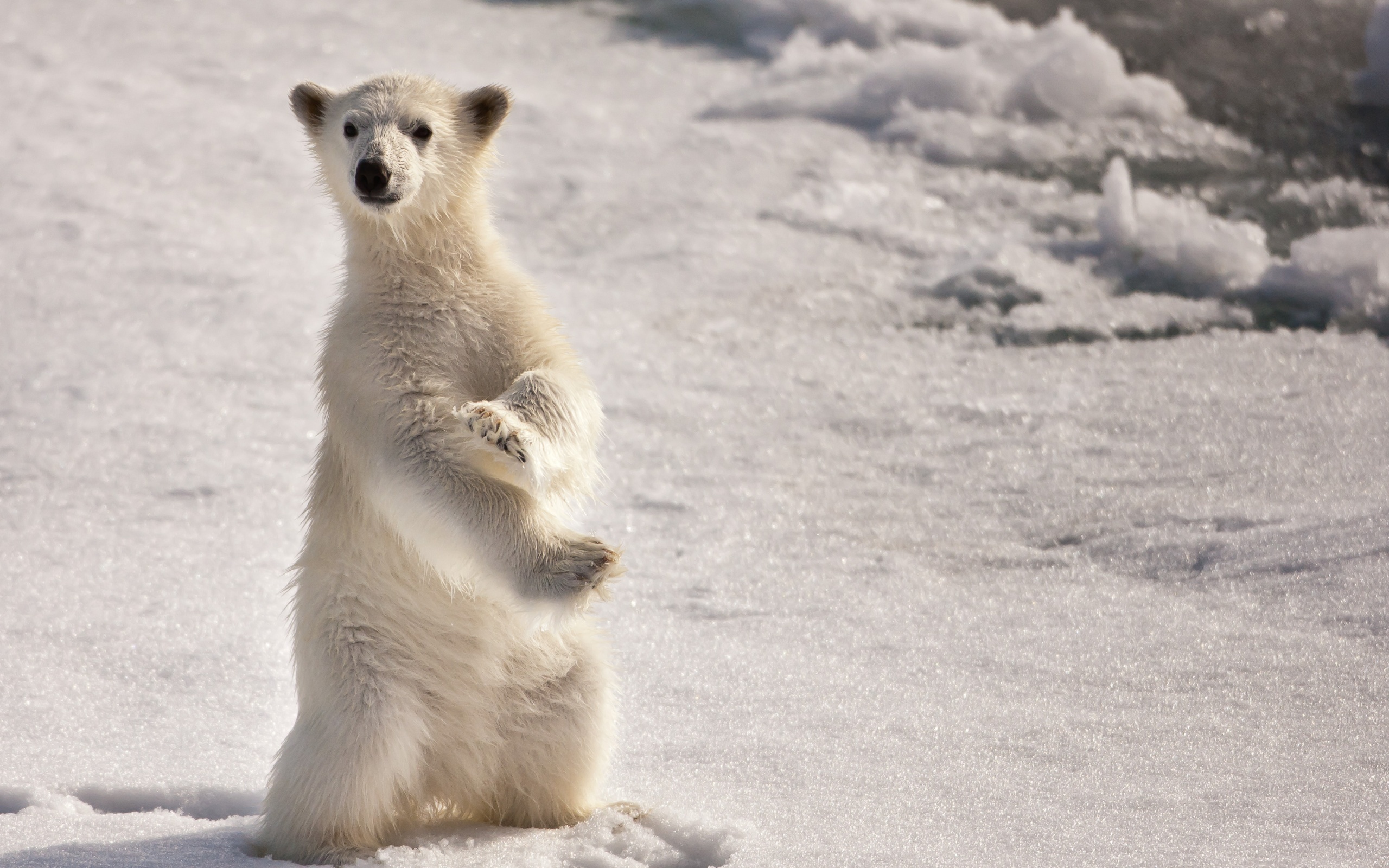 196700 baixar imagens animais, urso polar, urso, ursos - papéis de parede e protetores de tela gratuitamente