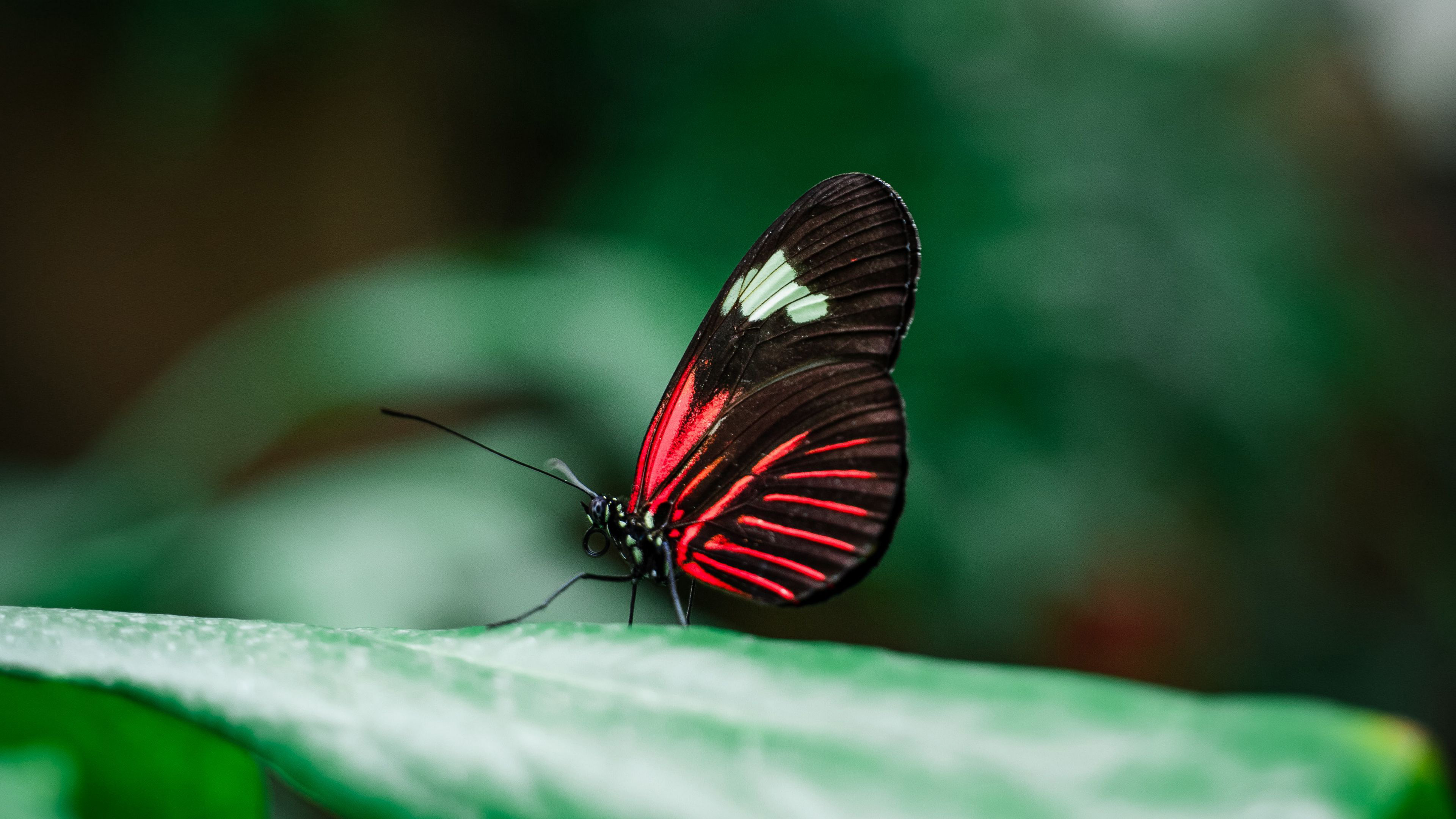 Téléchargez des papiers peints mobile Animaux, Insecte, Papillon gratuitement.