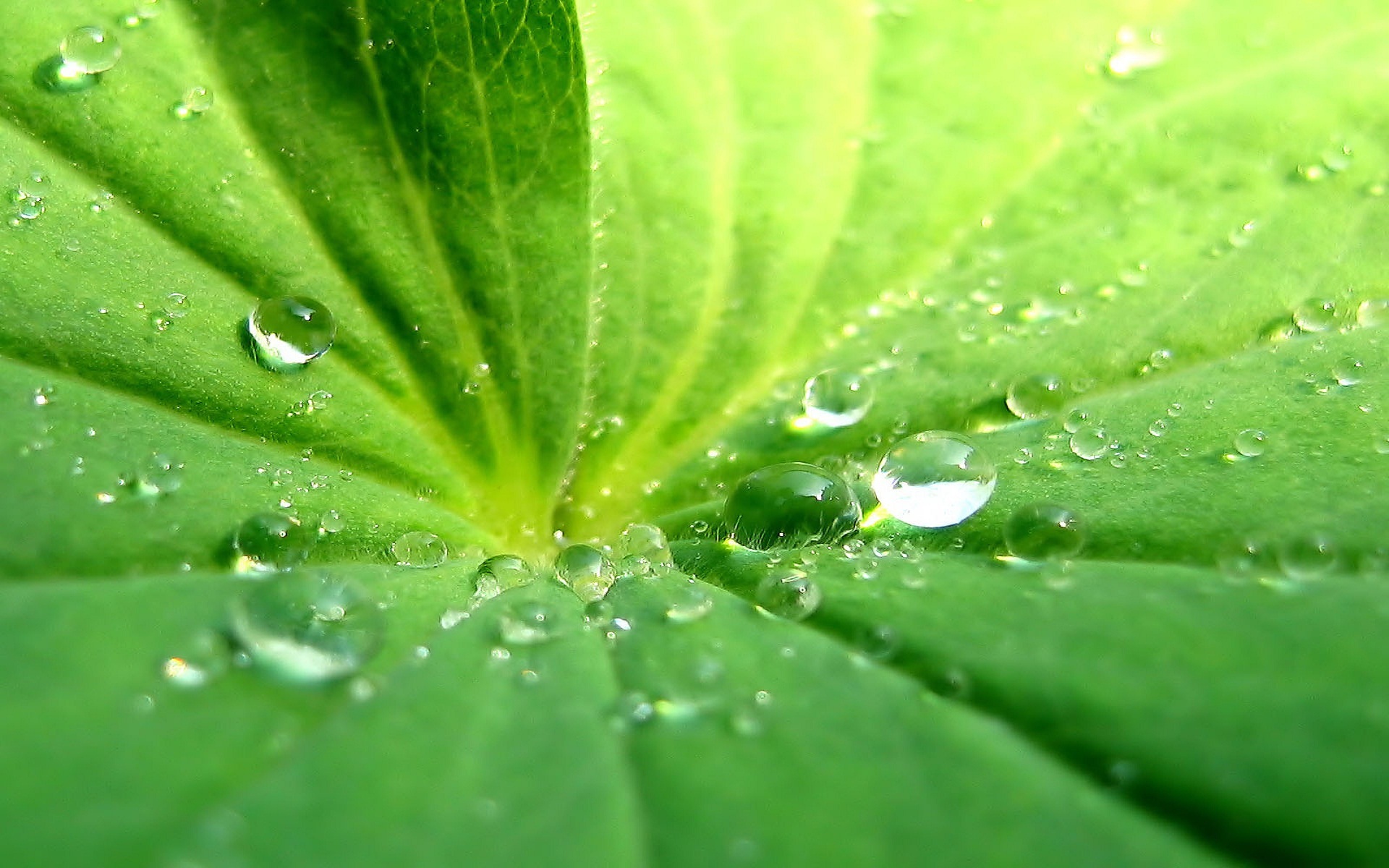 Free download wallpaper Plants, Water, Leaves, Drops on your PC desktop