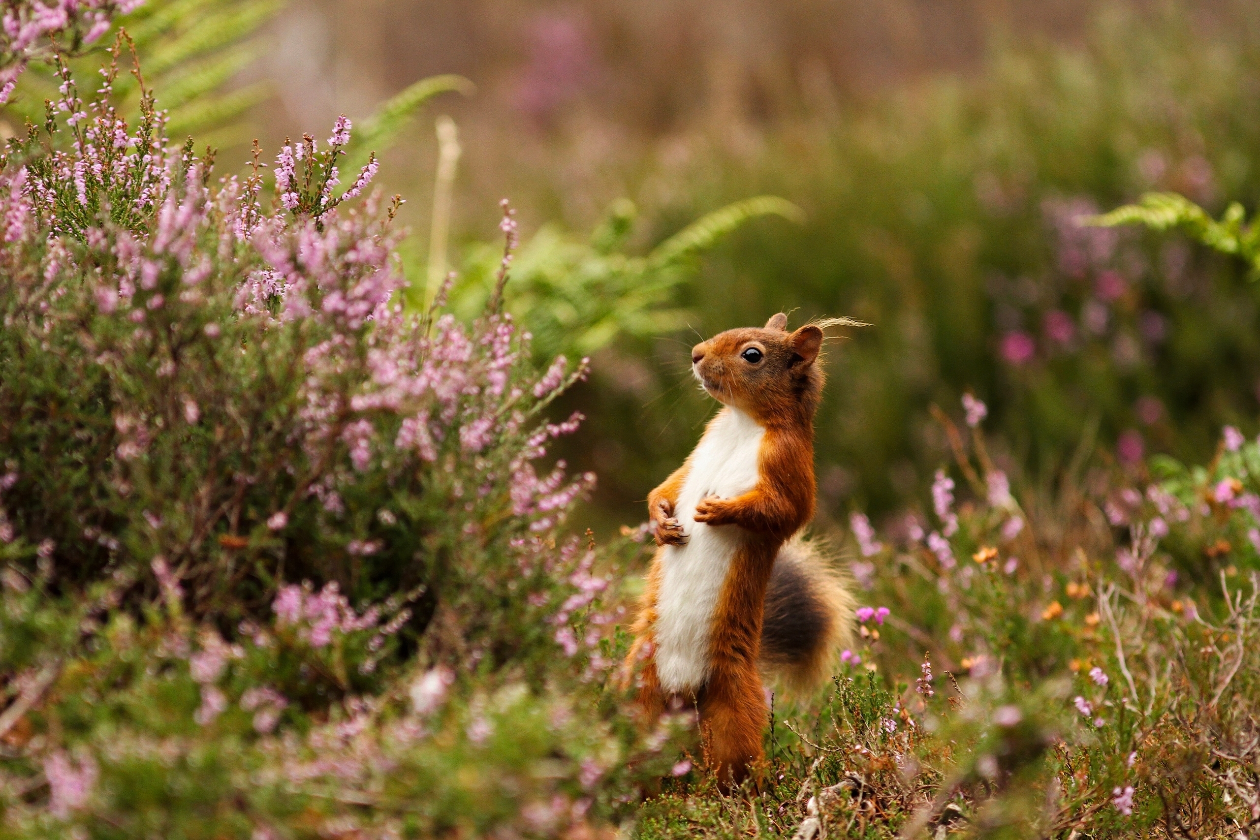 Download mobile wallpaper Squirrel, Plant, Animal, Bokeh for free.