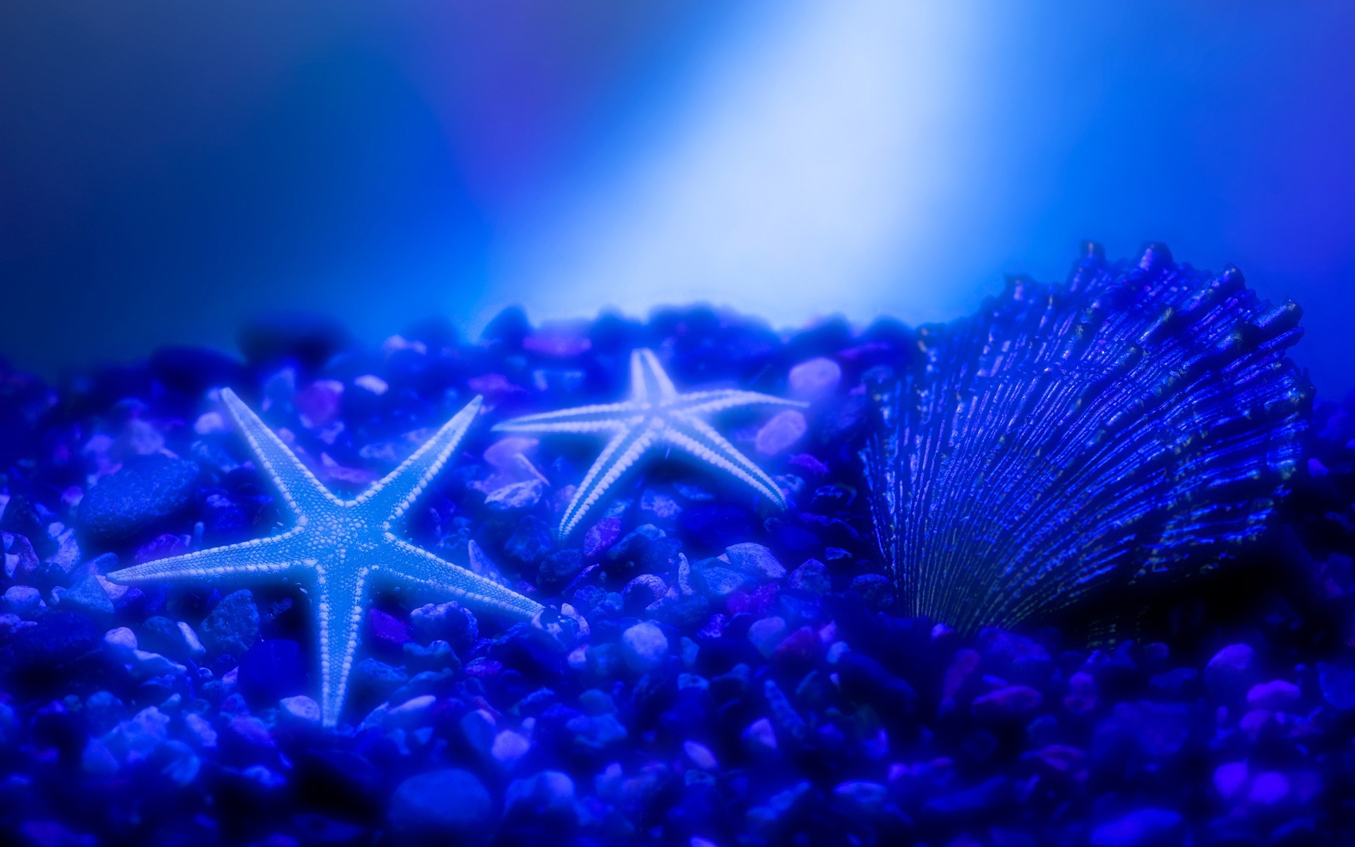 20131 скачать обои морские звезды, ракушки, животные, море, синие - заставки и картинки бесплатно