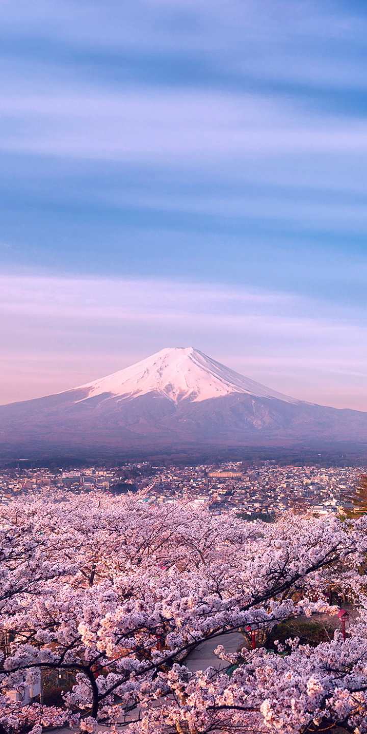 Скачать картинку Сакура, Цветок, Япония, Гора Фудзи, Вулканы, Земля/природа в телефон бесплатно.