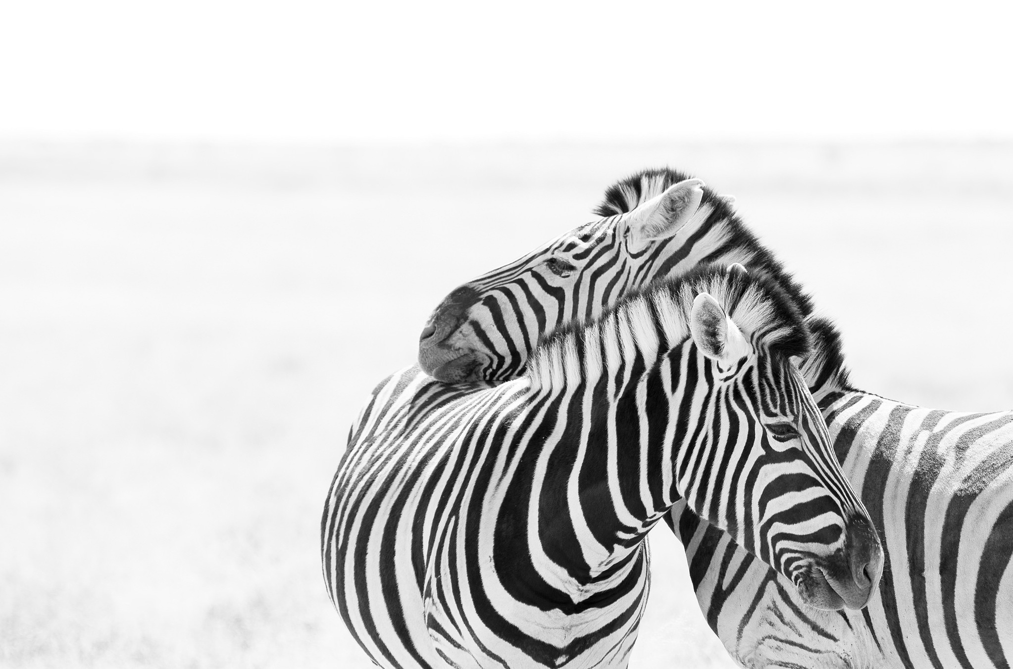 Baixar papel de parede para celular de Animais, Zebra, Preto & Branco gratuito.