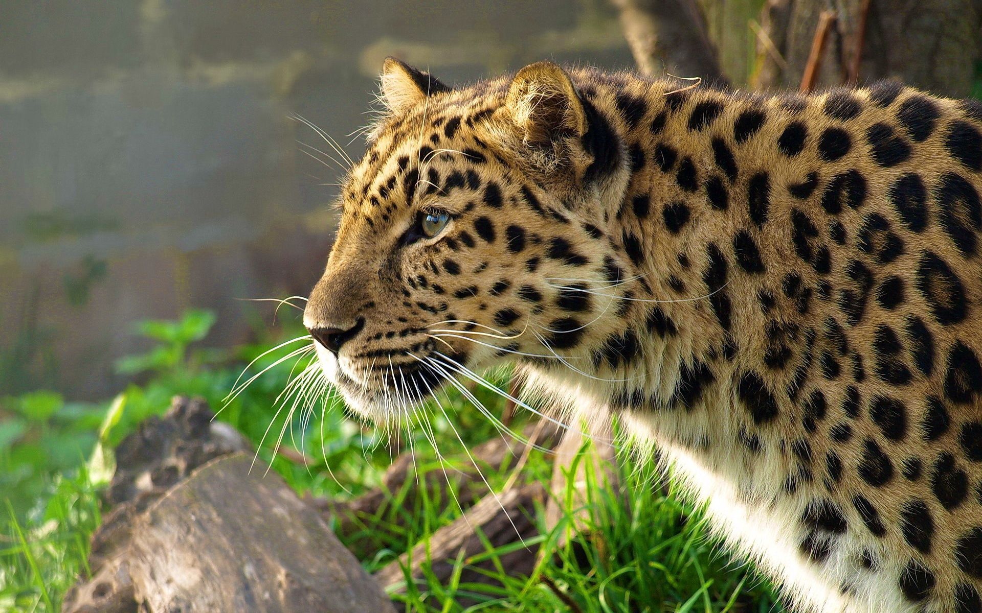 102756 baixar imagens animais, leopardo, visto, manchado, gato grande, caçando, caçar, perfil - papéis de parede e protetores de tela gratuitamente