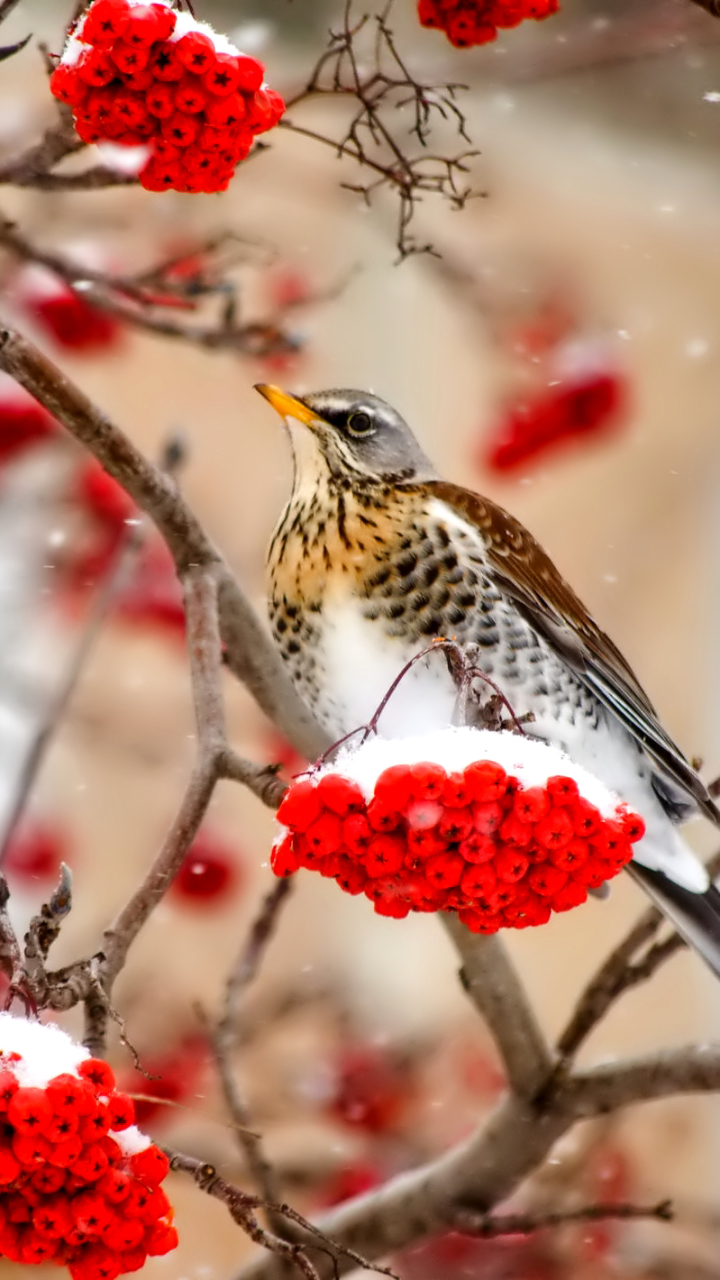 Download mobile wallpaper Winter, Birds, Bird, Branch, Berry, Animal, Fieldfare for free.