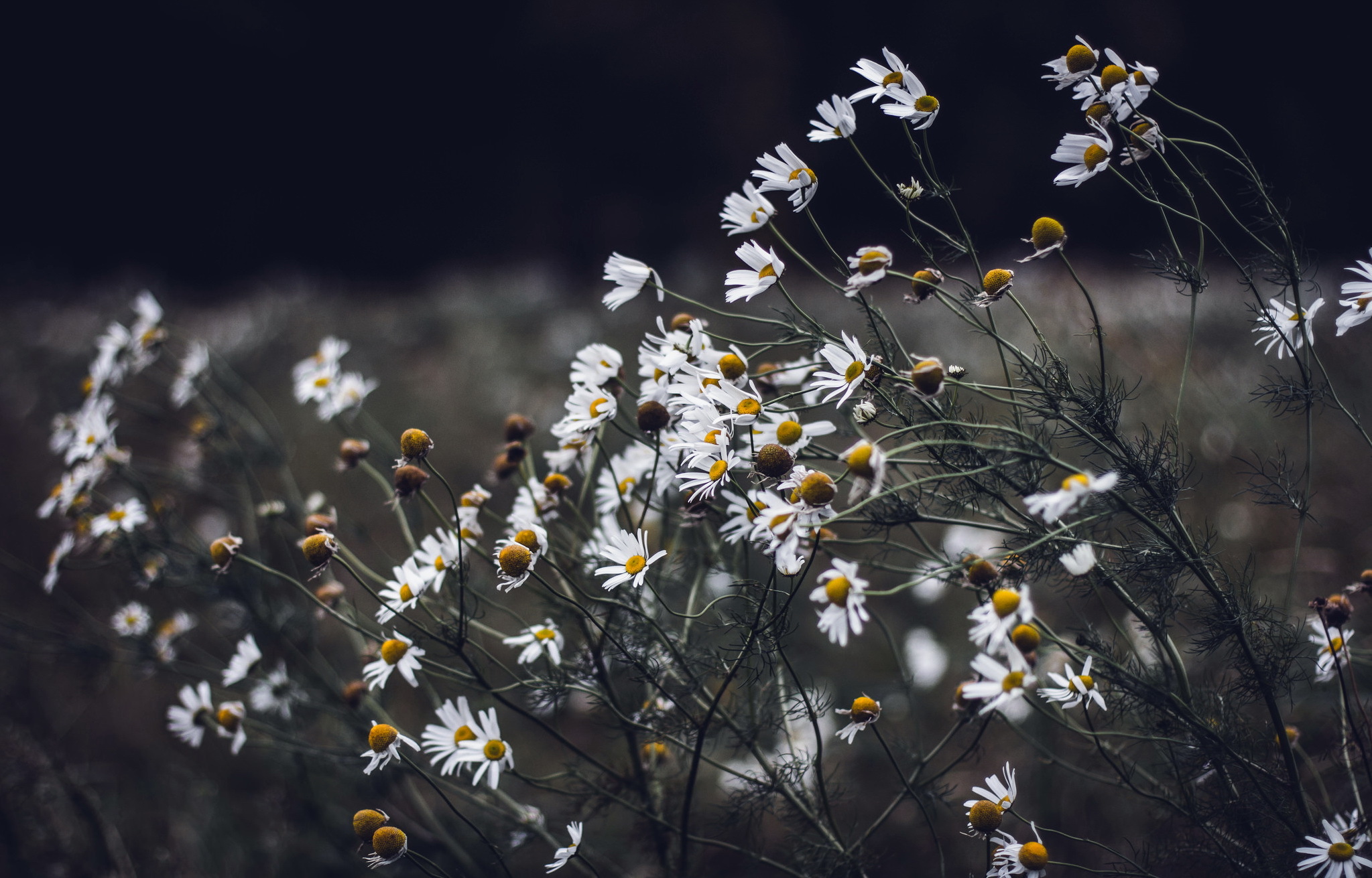 Free download wallpaper Nature, Flowers, Flower, Earth, Daisy, White Flower on your PC desktop