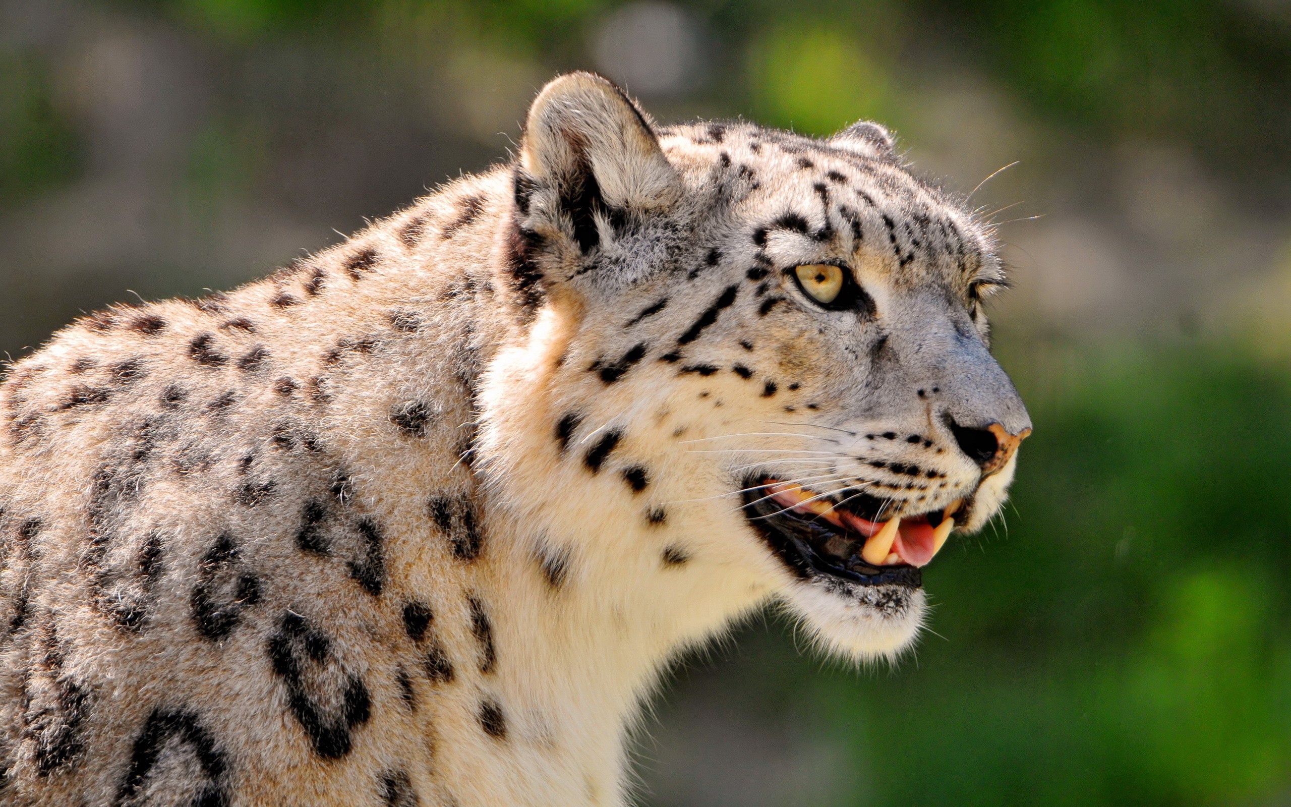 Download mobile wallpaper Muzzle, Spotty, Spotted, Animals, Big Cat, Color, Snow Leopard for free.