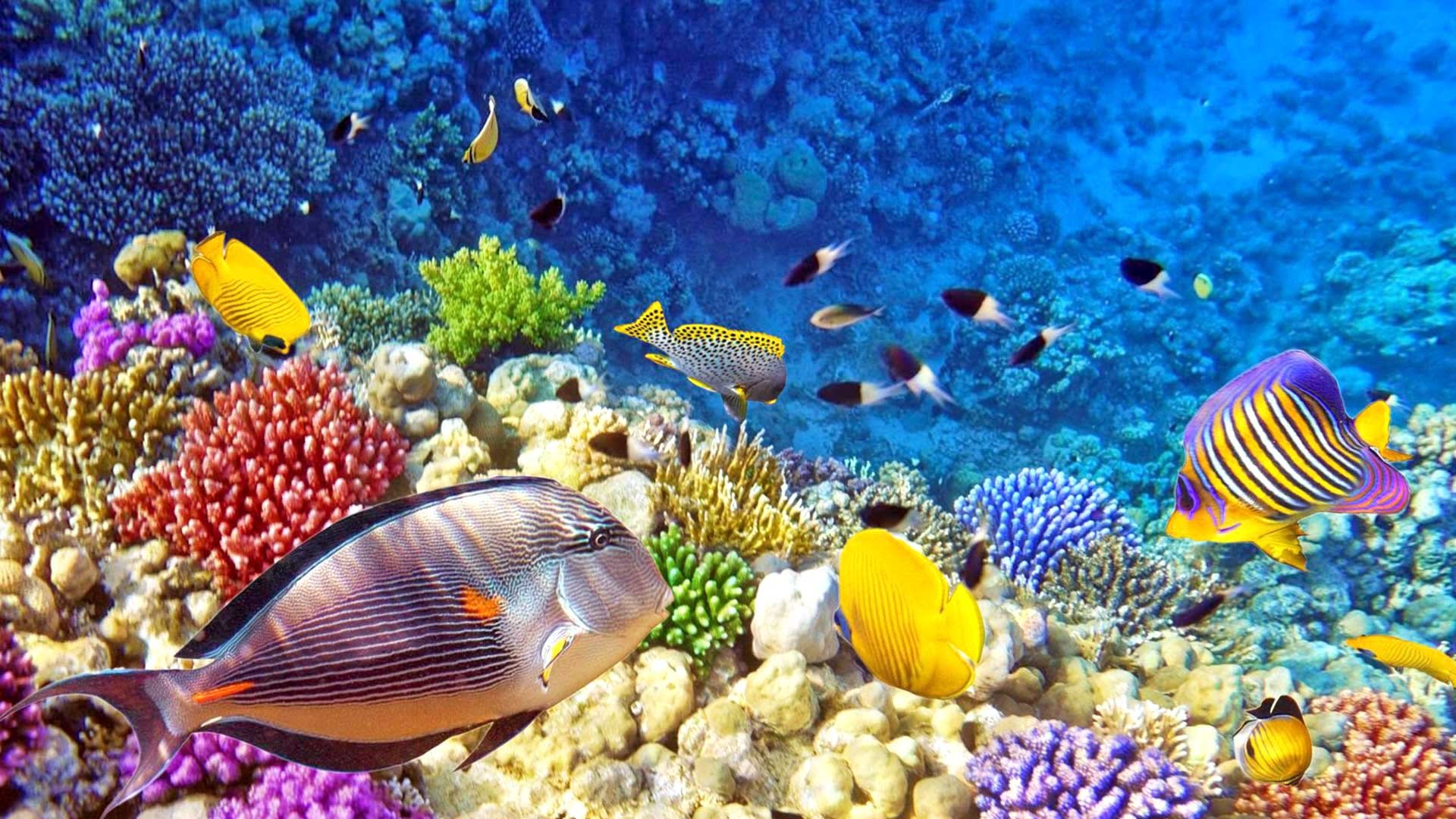 PCデスクトップに動物, 海, 魚, コーラル, 海洋, 水中画像を無料でダウンロード