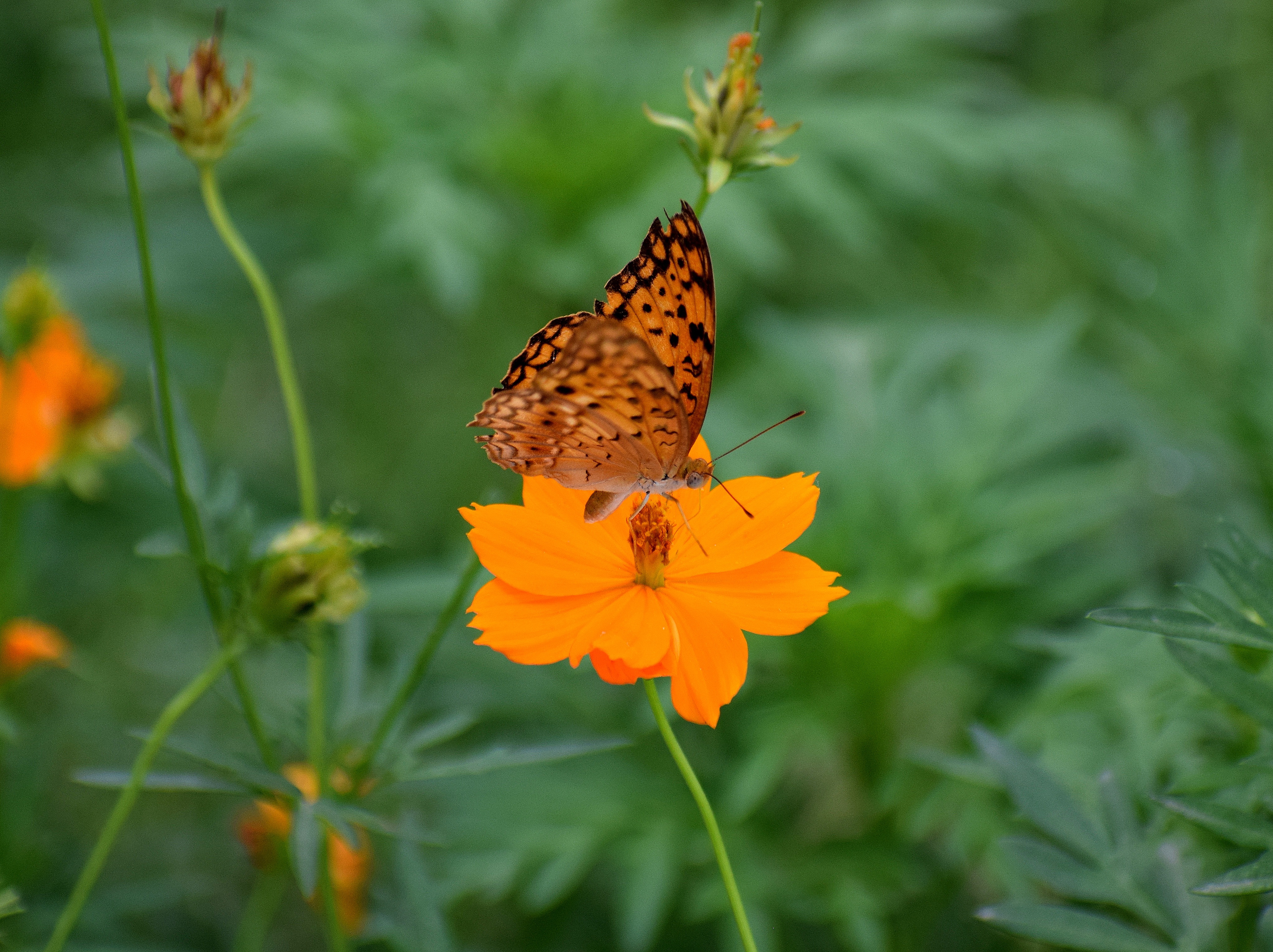 無料モバイル壁紙昆虫, 花, 大きい, マクロ, 花びら, ぼやけ, 滑らか, バタフライ, 蝶をダウンロードします。