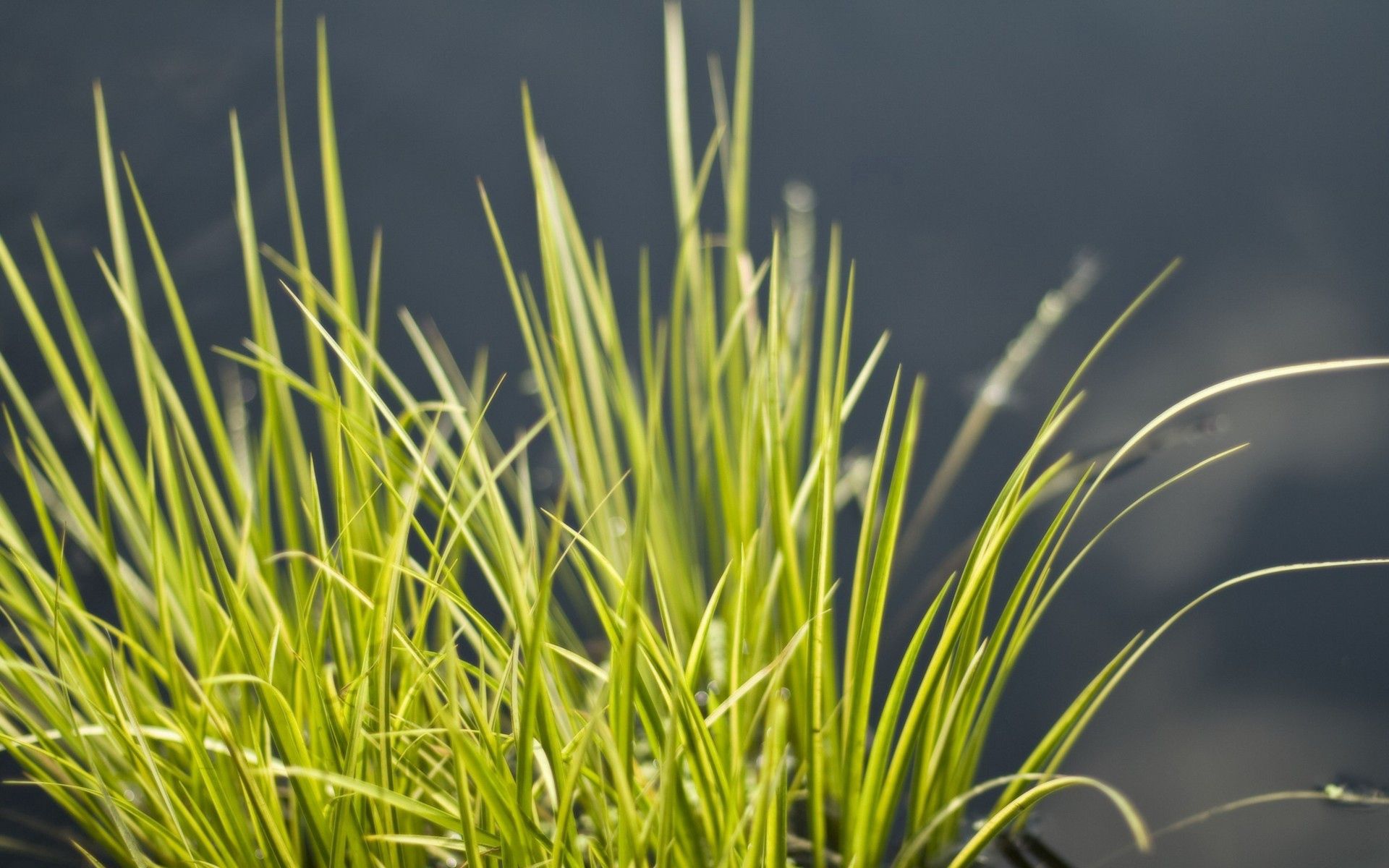 Free download wallpaper Grass, Vegetation, Beam, Bunch, Nature on your PC desktop