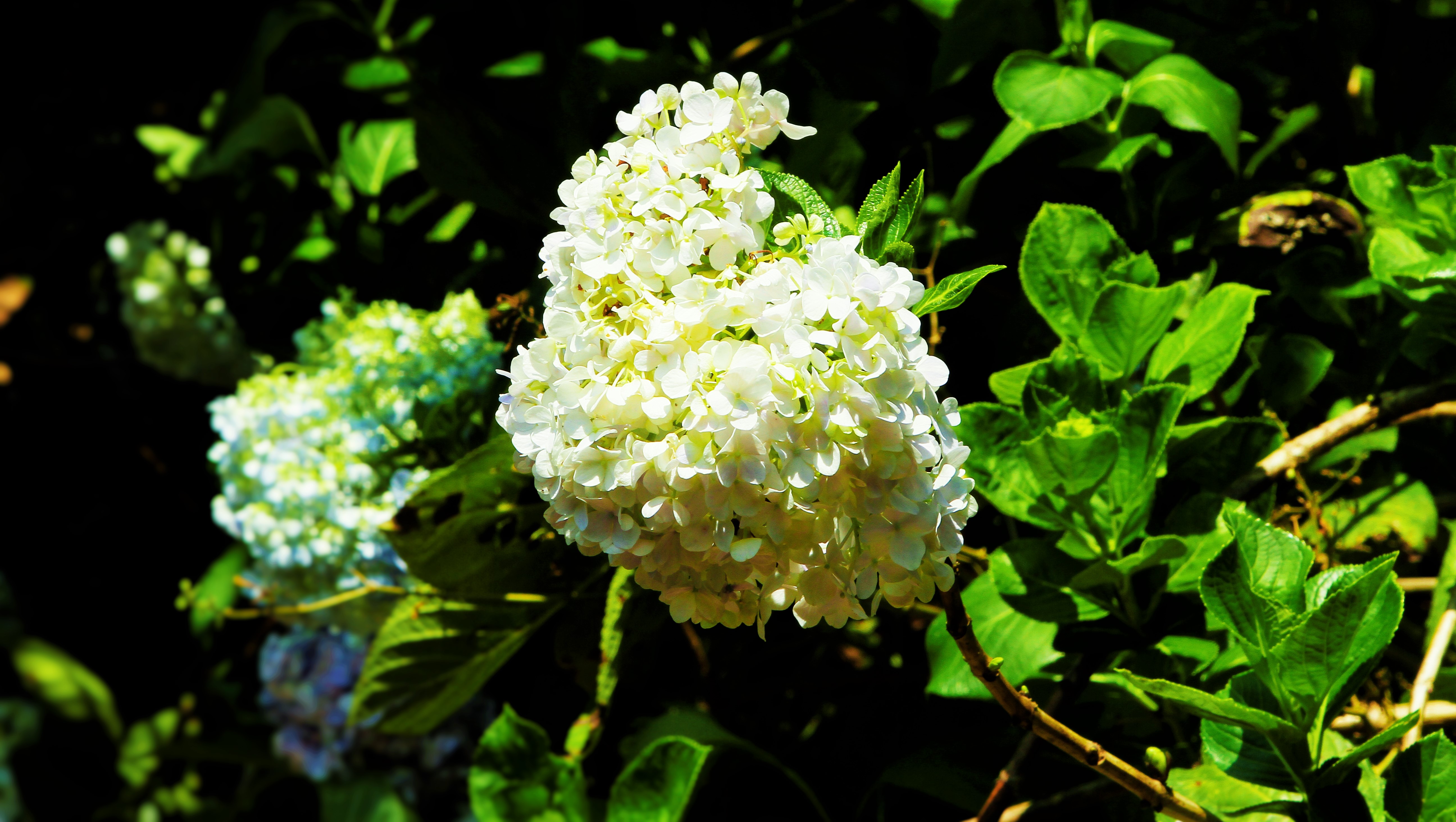 Laden Sie das Natur, Blumen, Blume, Hortensien, Weiße Blume, Erde/natur-Bild kostenlos auf Ihren PC-Desktop herunter