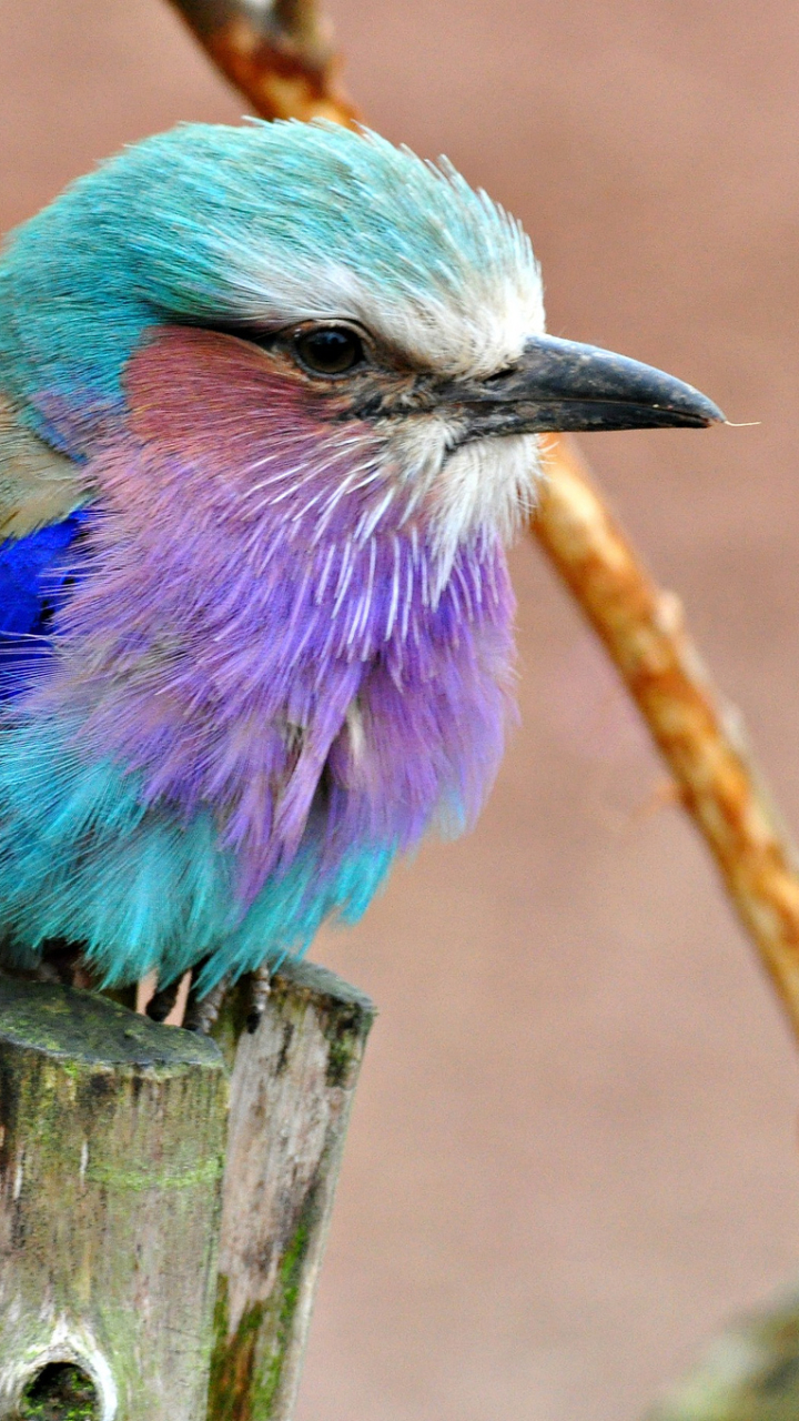 Descarga gratuita de fondo de pantalla para móvil de Animales, Aves, Ave.