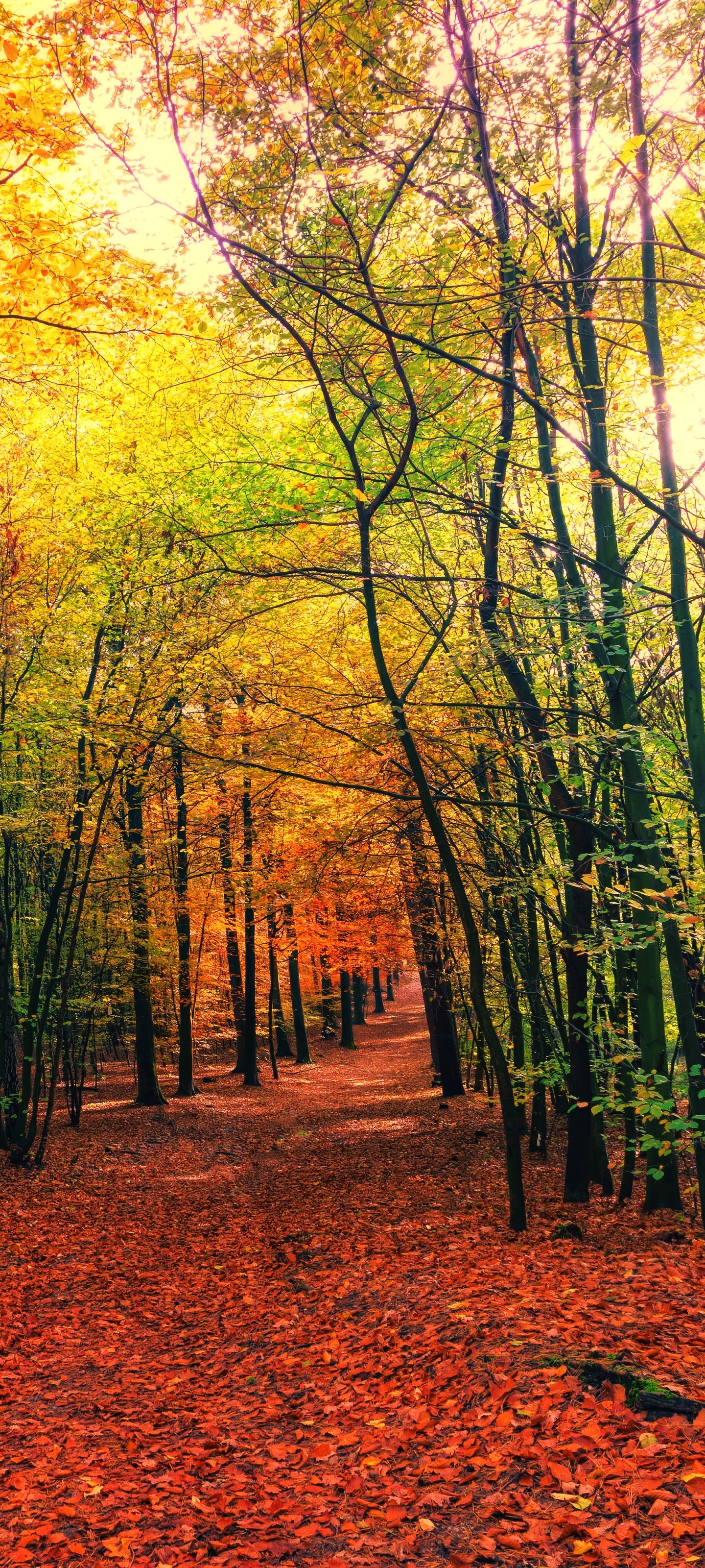 Download mobile wallpaper Nature, Forest, Fall, Earth, Path for free.