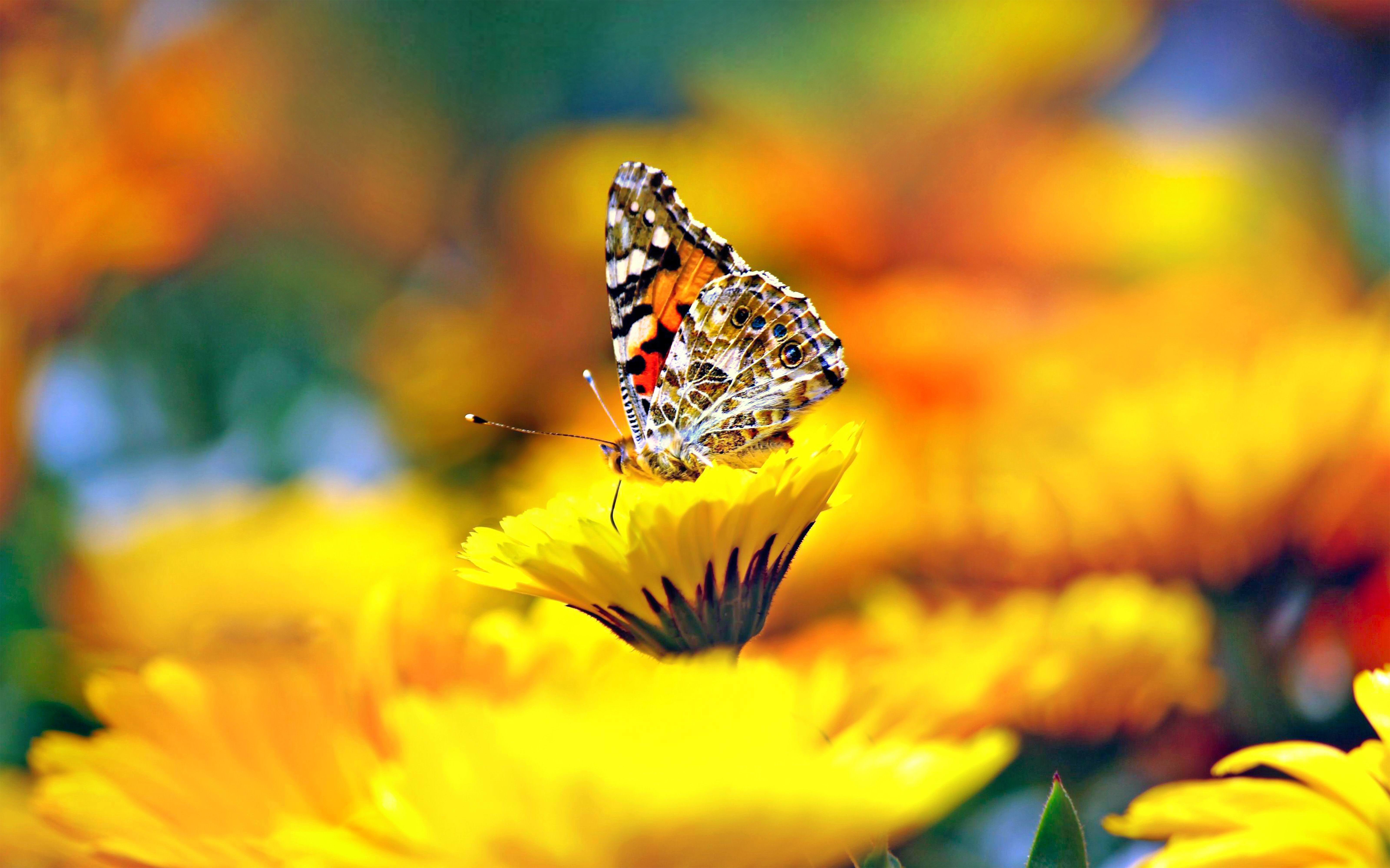 Download mobile wallpaper Butterfly, Animal for free.