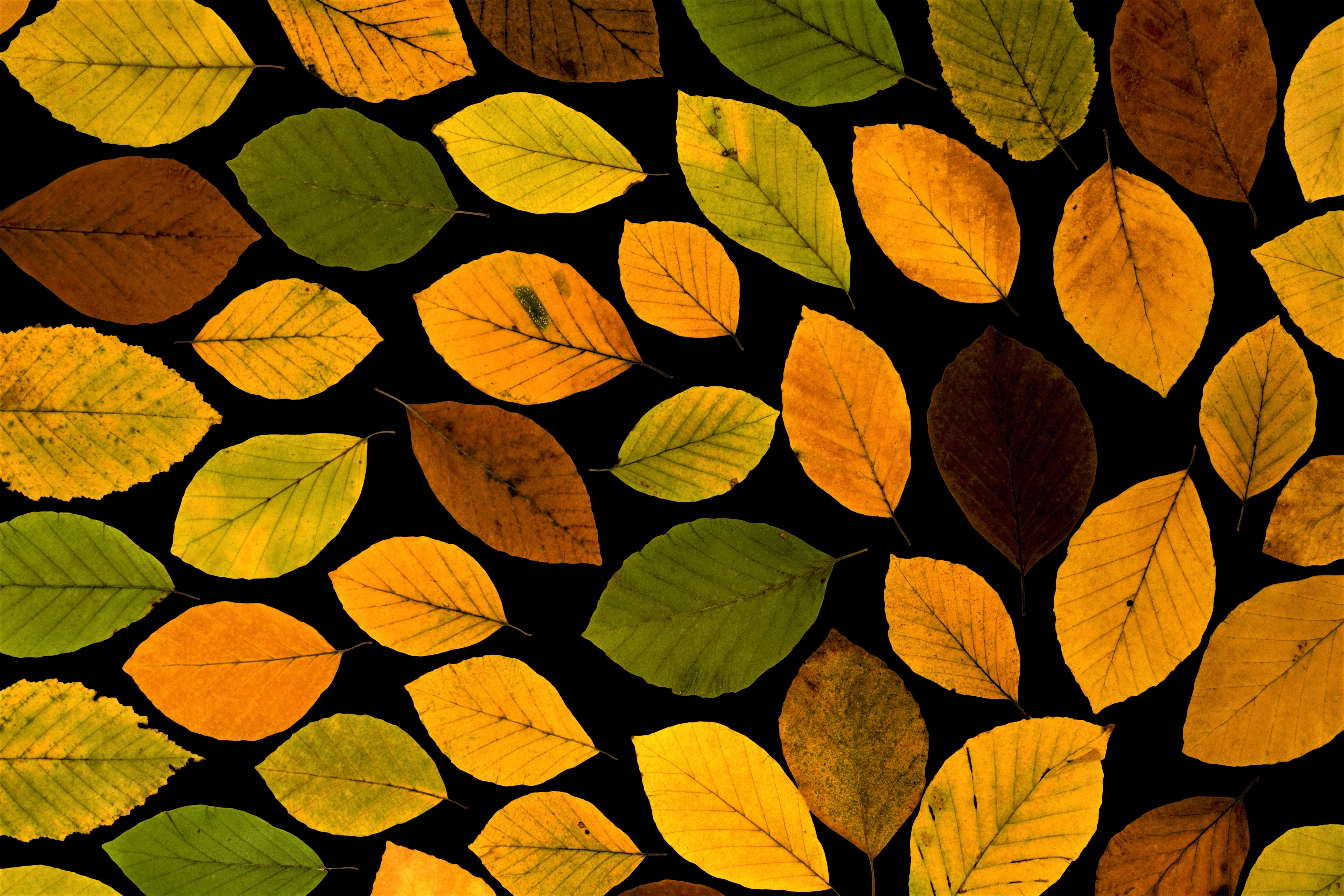 artistic, leaf, colorful, fall, oak Desktop home screen Wallpaper