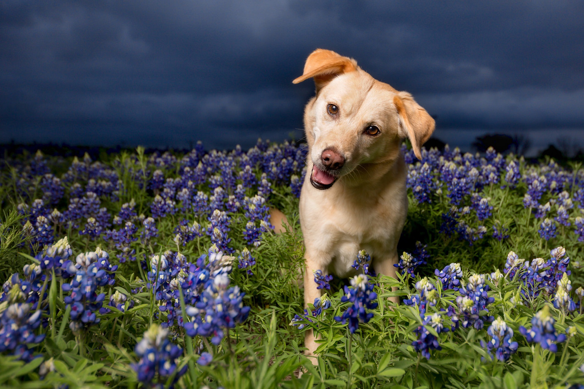 Handy-Wallpaper Tiere, Hunde, Blume, Hund, Golden Retriever, Blaue Blume kostenlos herunterladen.