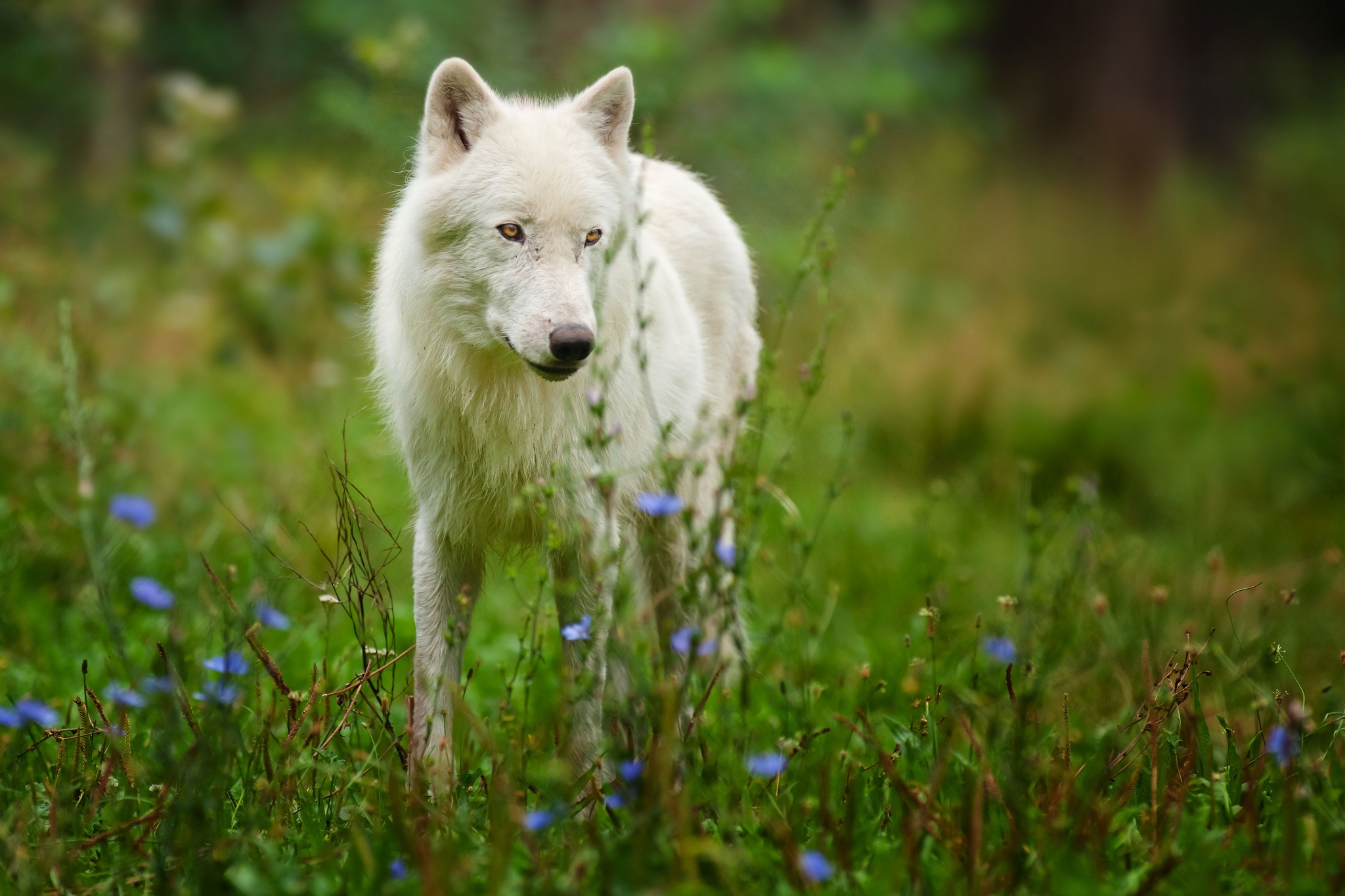 Download mobile wallpaper Polar Wolf, Predator, Animals, Wolf for free.