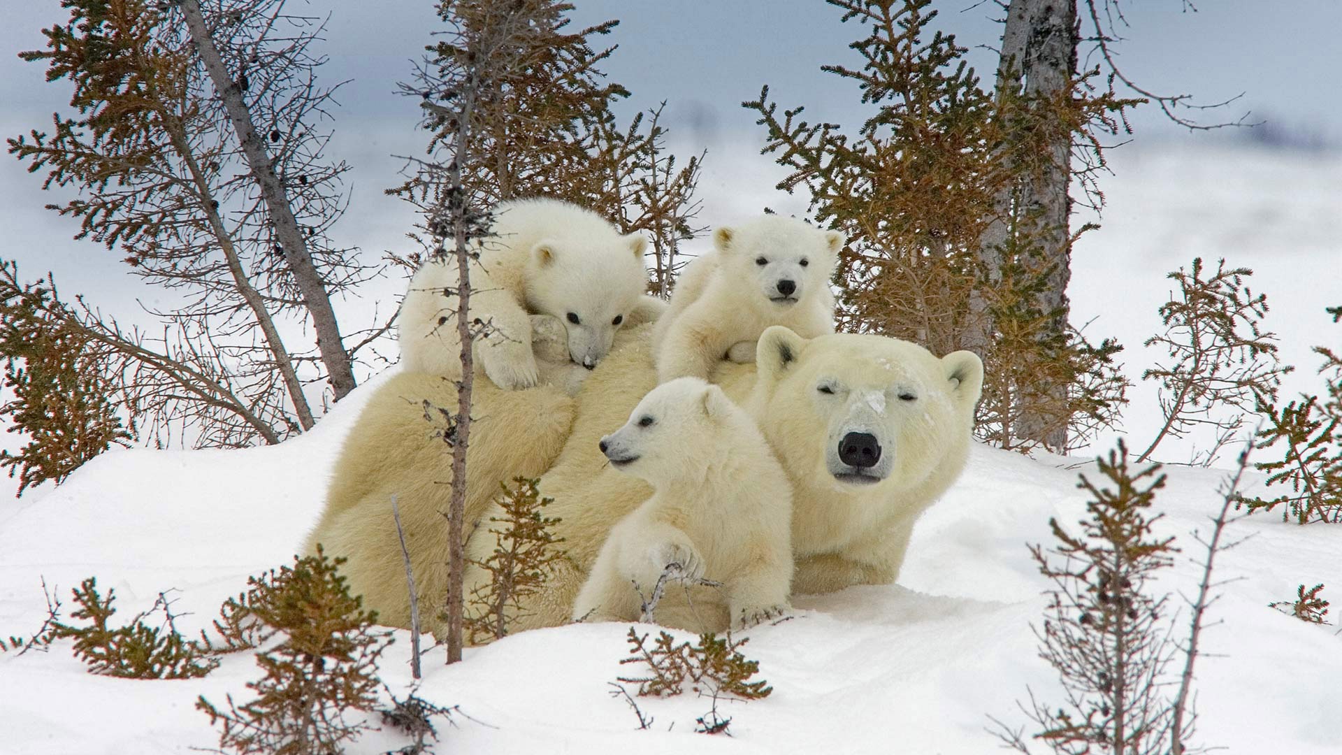Download mobile wallpaper Winter, Snow, Bears, Animal, Polar Bear, Baby Animal, Cub for free.