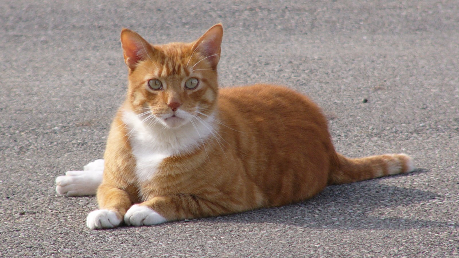 Baixar papel de parede para celular de Animais, Gatos, Gato gratuito.