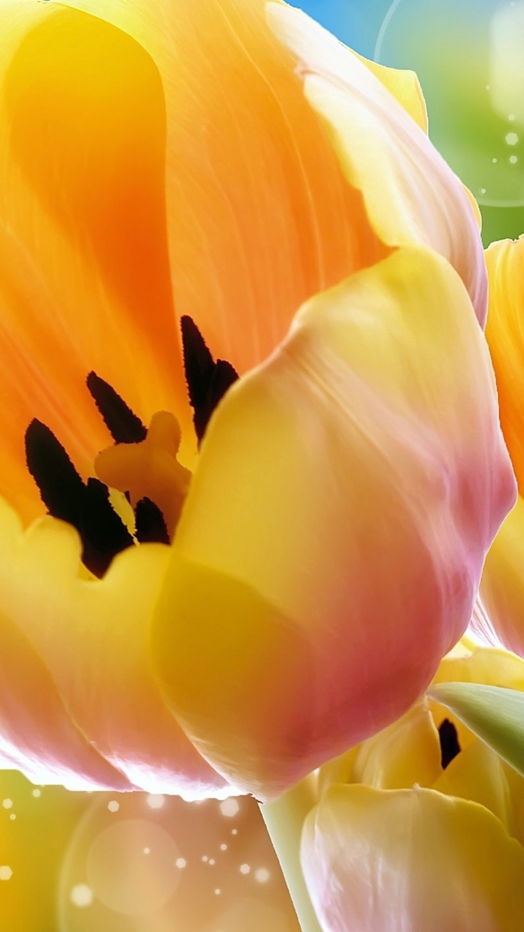 Download mobile wallpaper Flowers, Flower, Earth, Tulip for free.