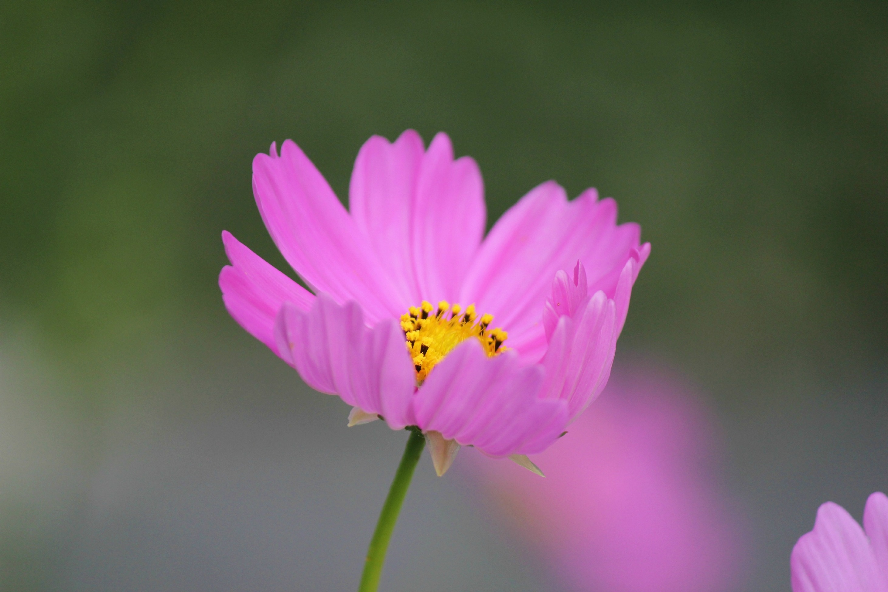 Free download wallpaper Flowers, Flower, Earth, Cosmos, Pink Flower on your PC desktop