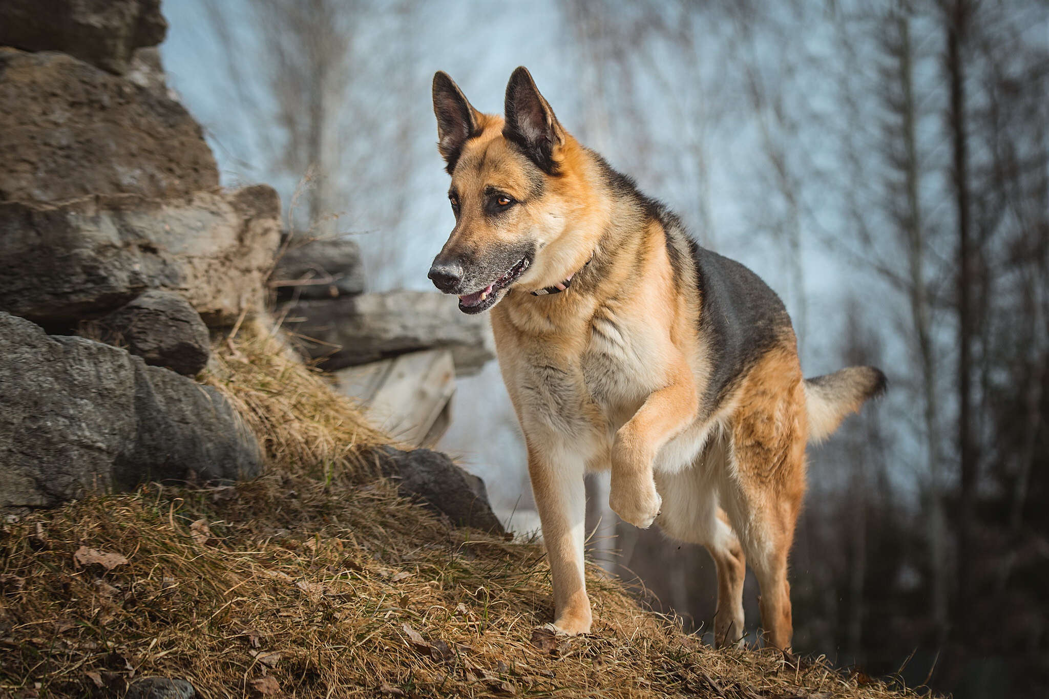 Download mobile wallpaper Dogs, Dog, Animal, German Shepherd for free.