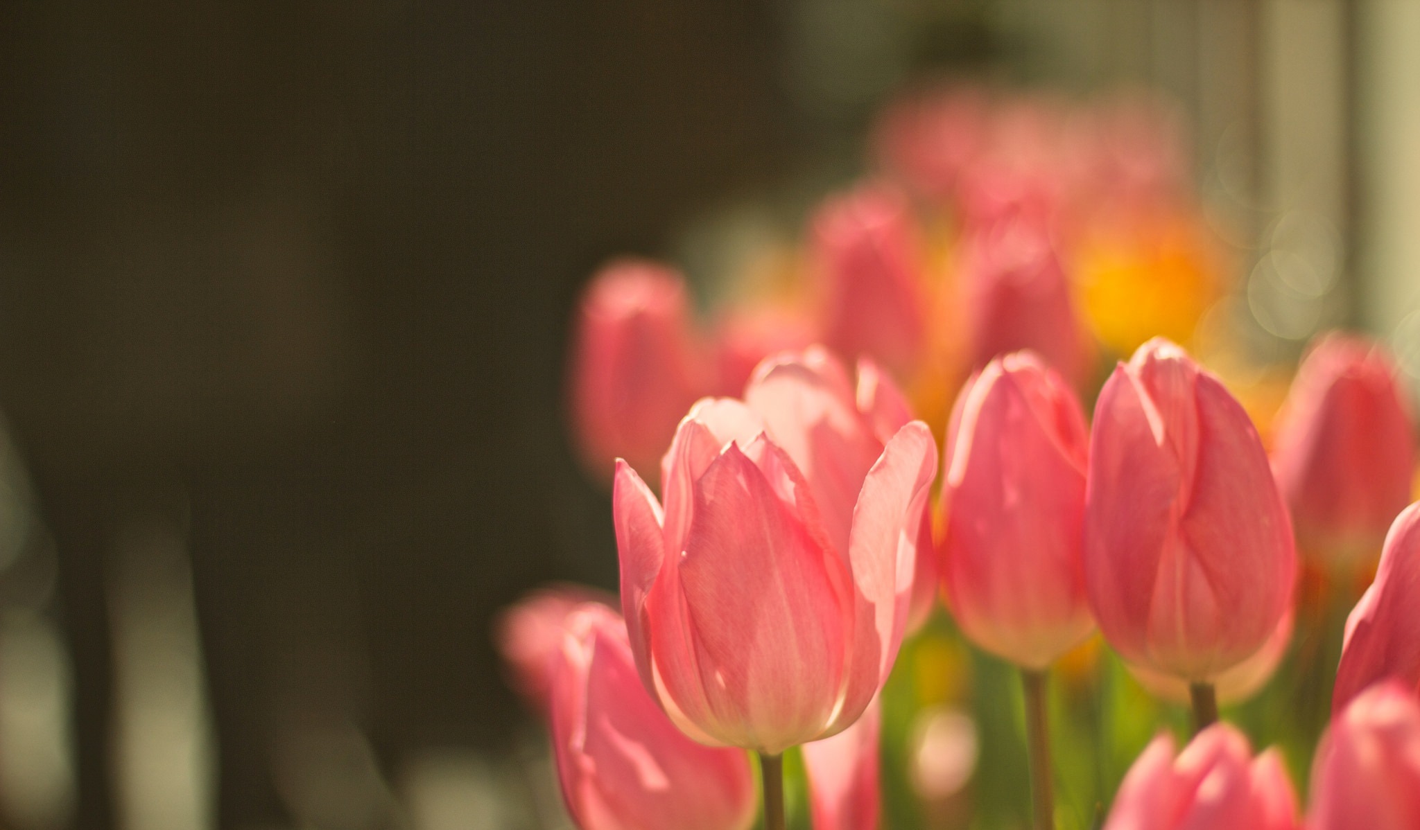 Free download wallpaper Nature, Flowers, Flower, Earth, Bokeh, Tulip, Pink Flower on your PC desktop