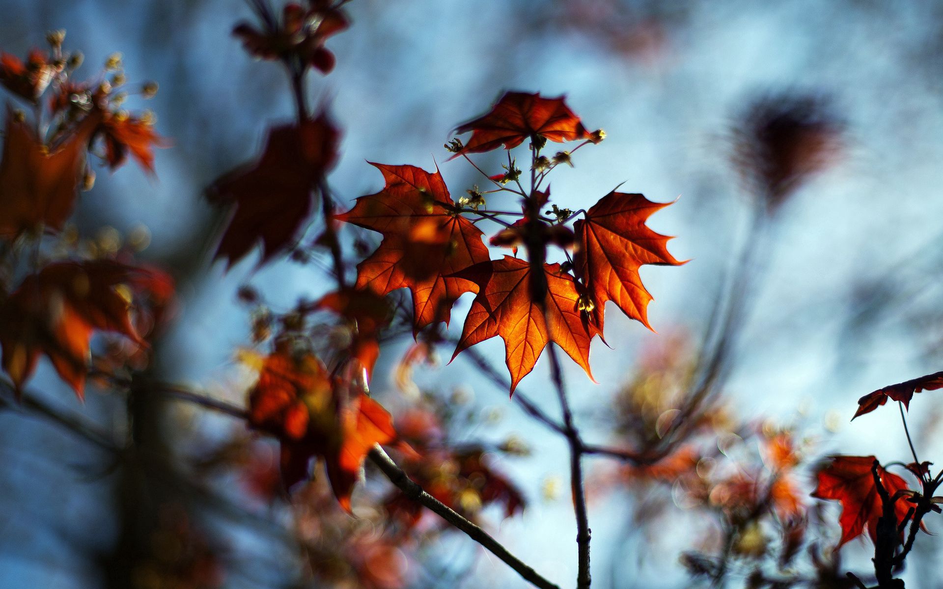 nature, autumn, leaves, macro, branches, branch, bokeh, boquet, maple