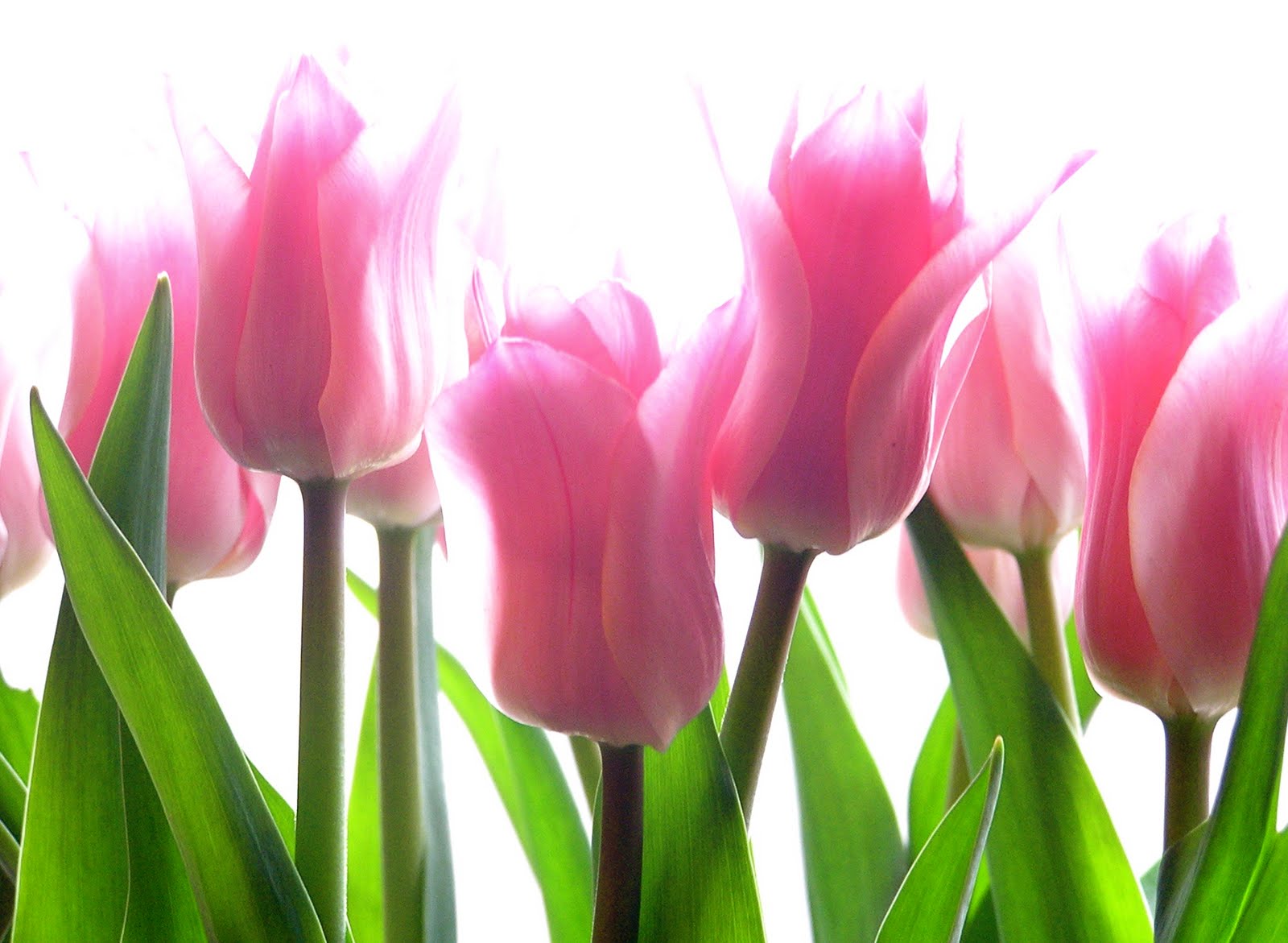 Laden Sie das Blumen, Blume, Nahansicht, Tulpe, Erde/natur, Pinke Blume-Bild kostenlos auf Ihren PC-Desktop herunter