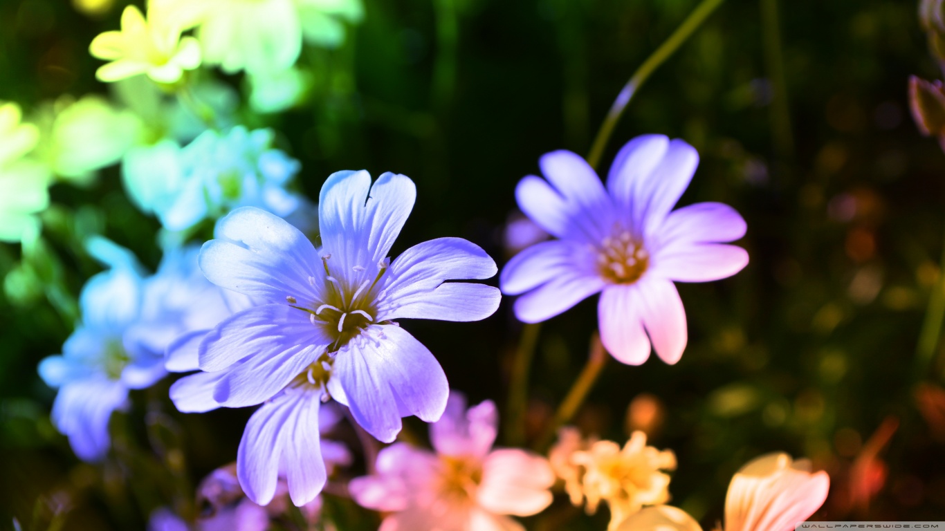 Descarga gratis la imagen Flores, Flor, Tierra/naturaleza en el escritorio de tu PC