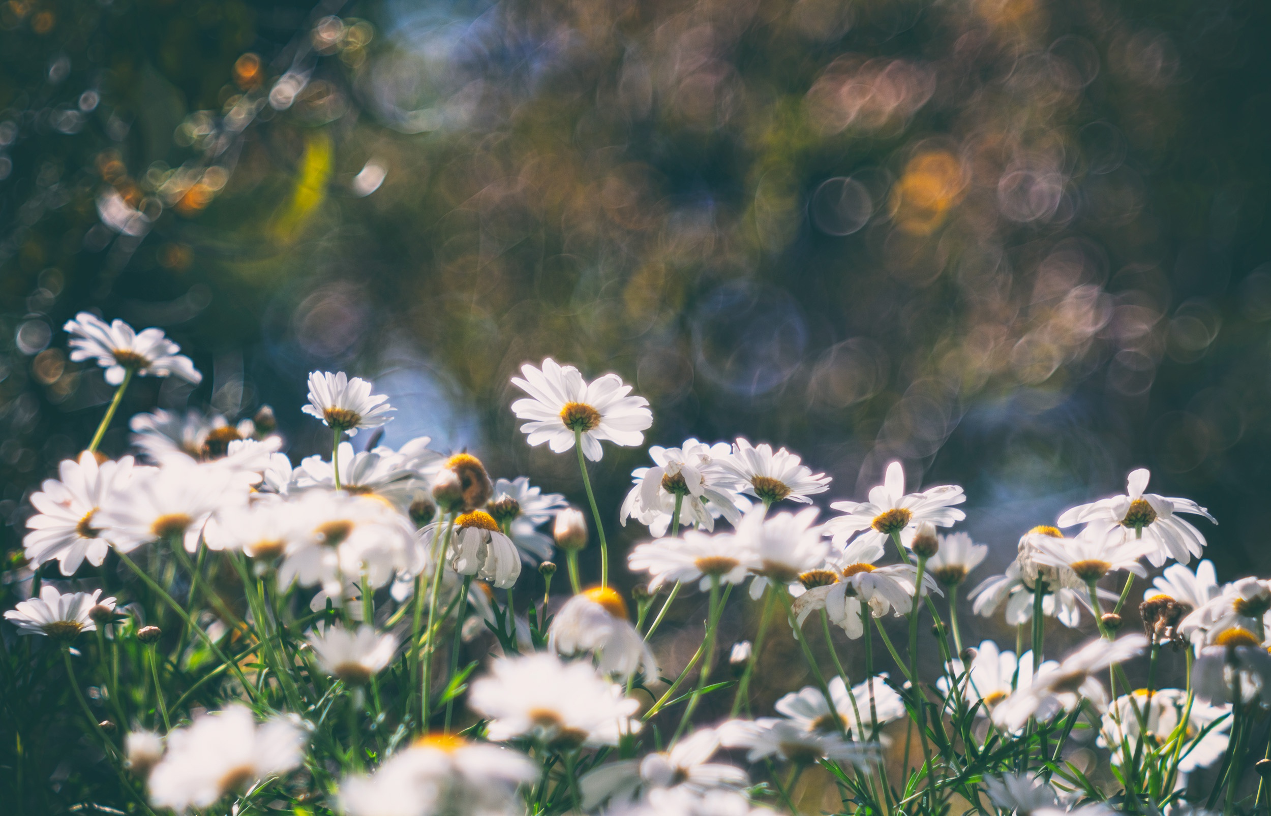 Téléchargez gratuitement l'image Fleurs, Fleur, Bokeh, Marguerite, Fleur Blanche, Terre/nature sur le bureau de votre PC