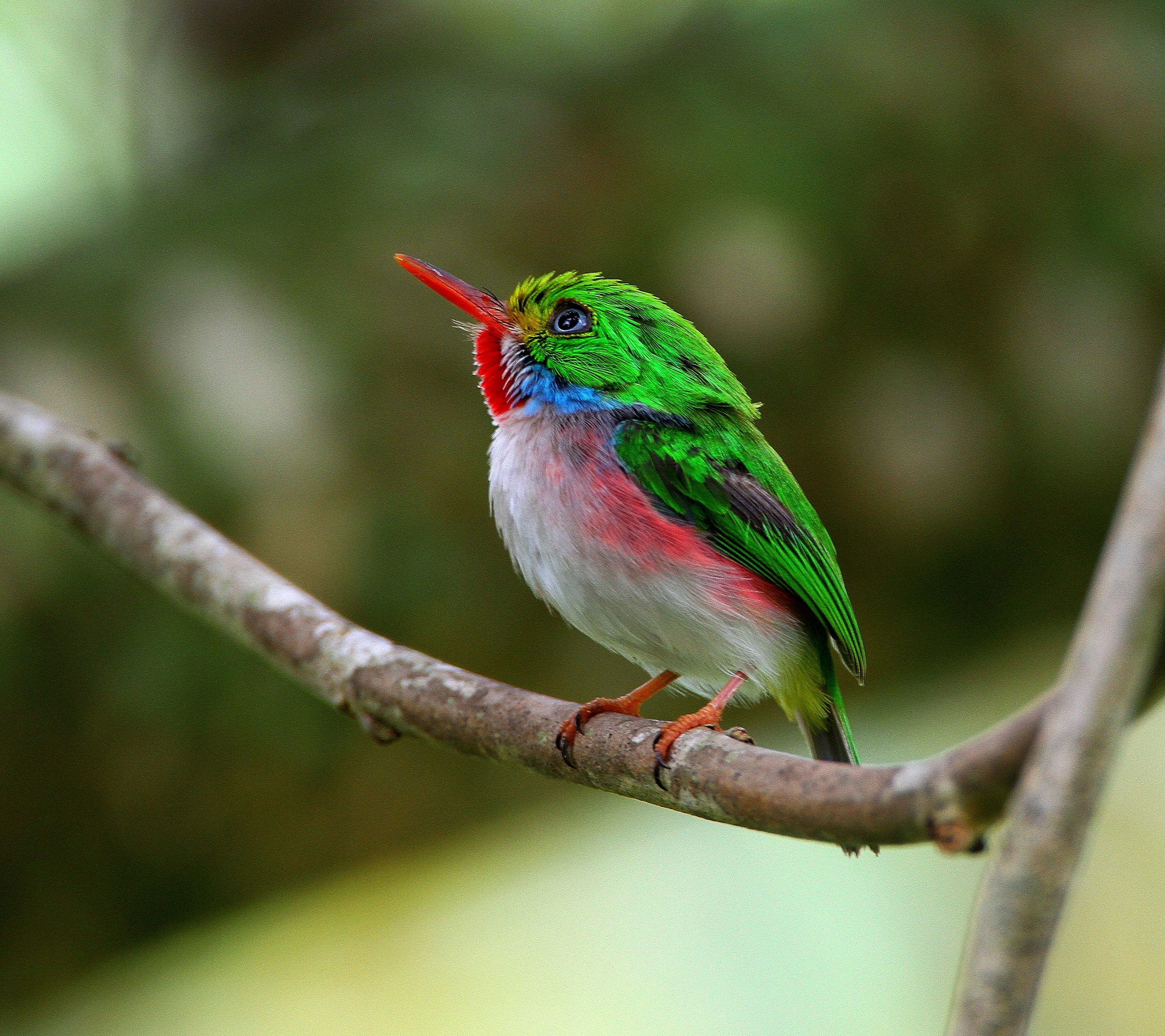 Descarga gratuita de fondo de pantalla para móvil de Ave, Aves, Animales.