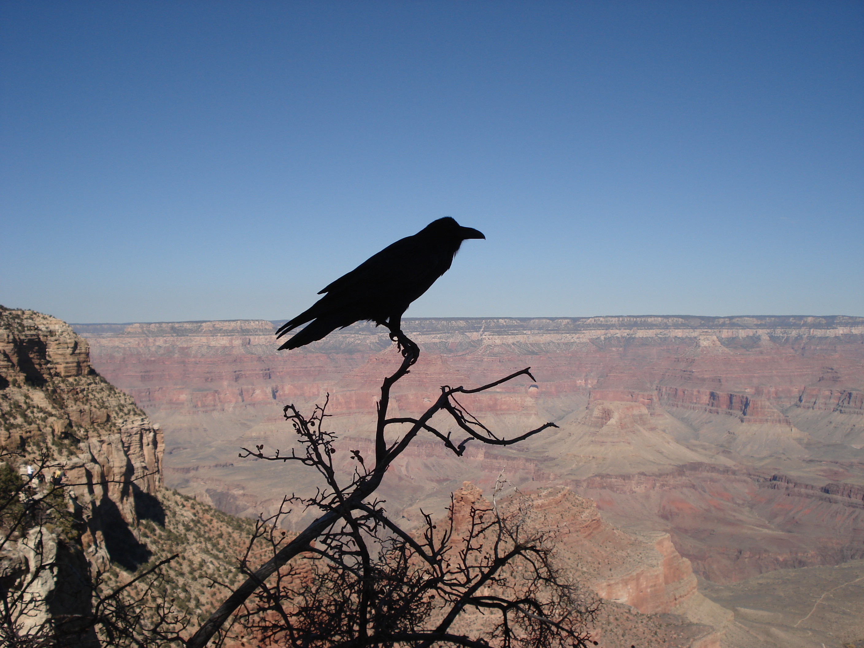 Free download wallpaper Birds, Animal, Raven on your PC desktop