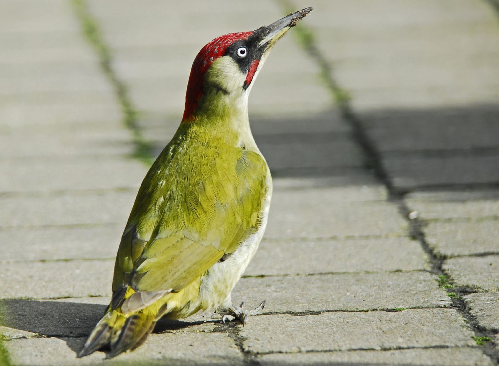 Descarga gratuita de fondo de pantalla para móvil de Animales, Aves, Ave.