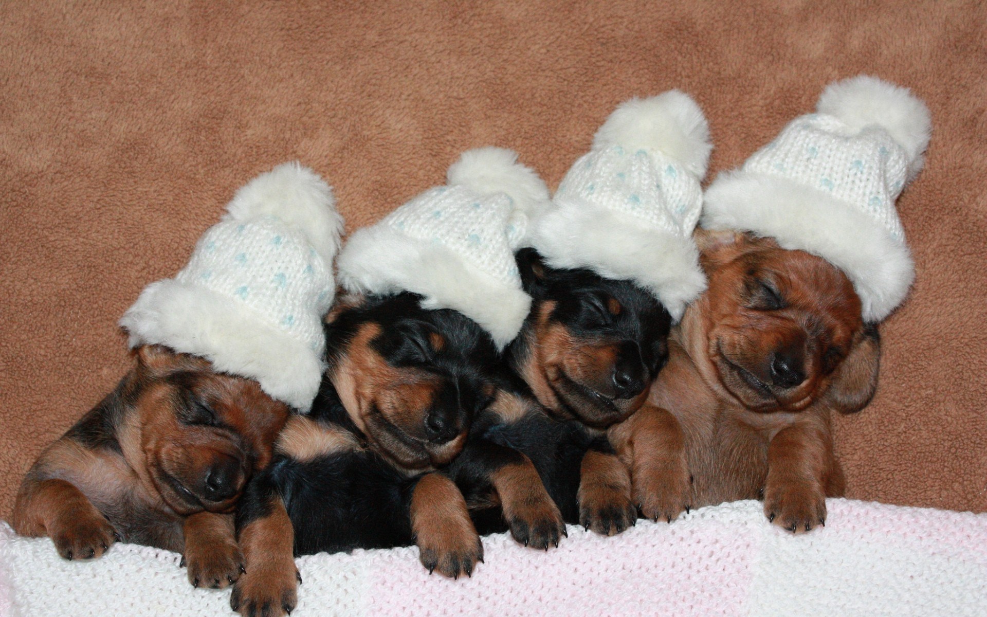 Téléchargez des papiers peints mobile Animaux, Chiens, Chien gratuitement.