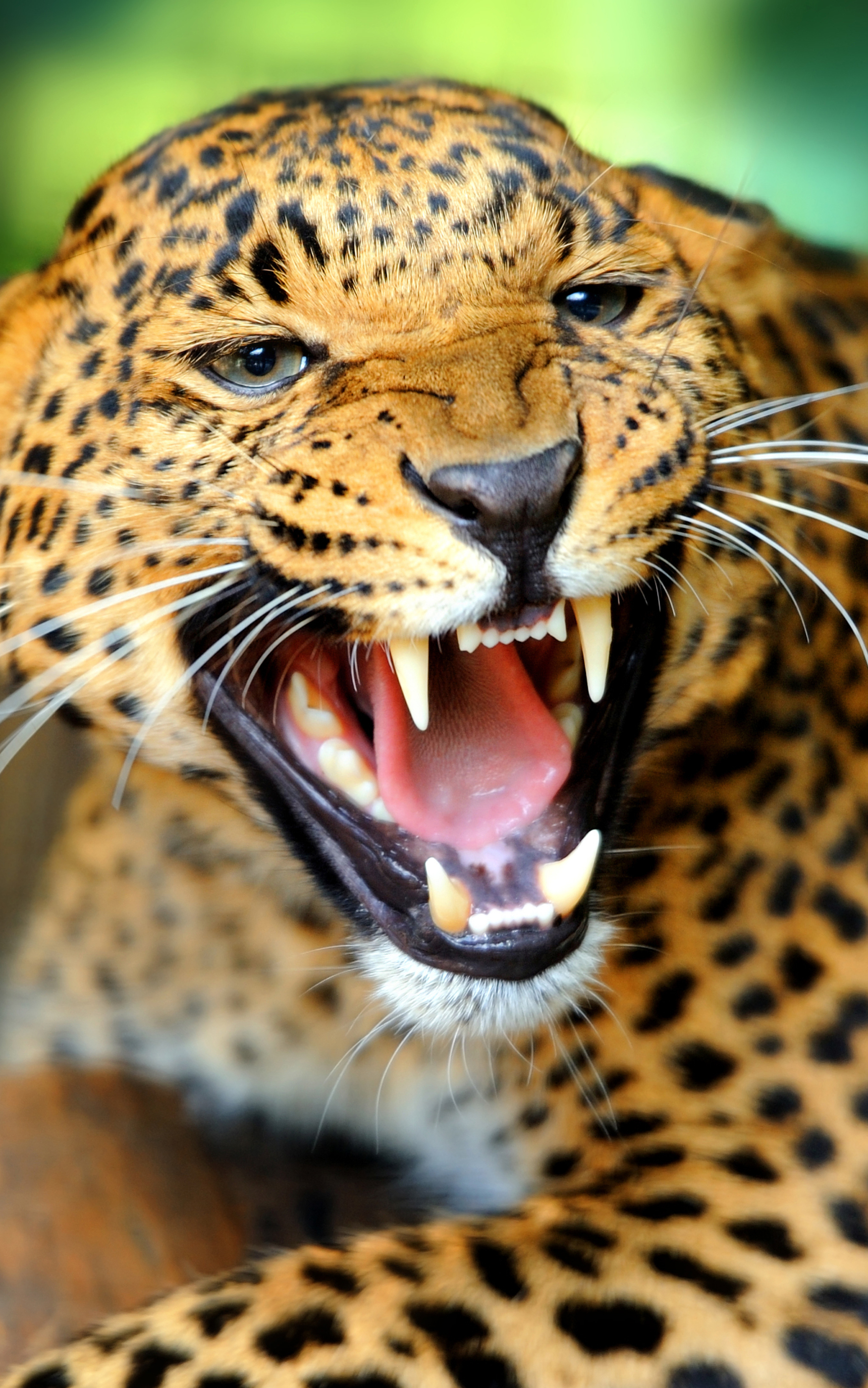 Téléchargez gratuitement l'image Animaux, Chats, Jaguar sur le bureau de votre PC