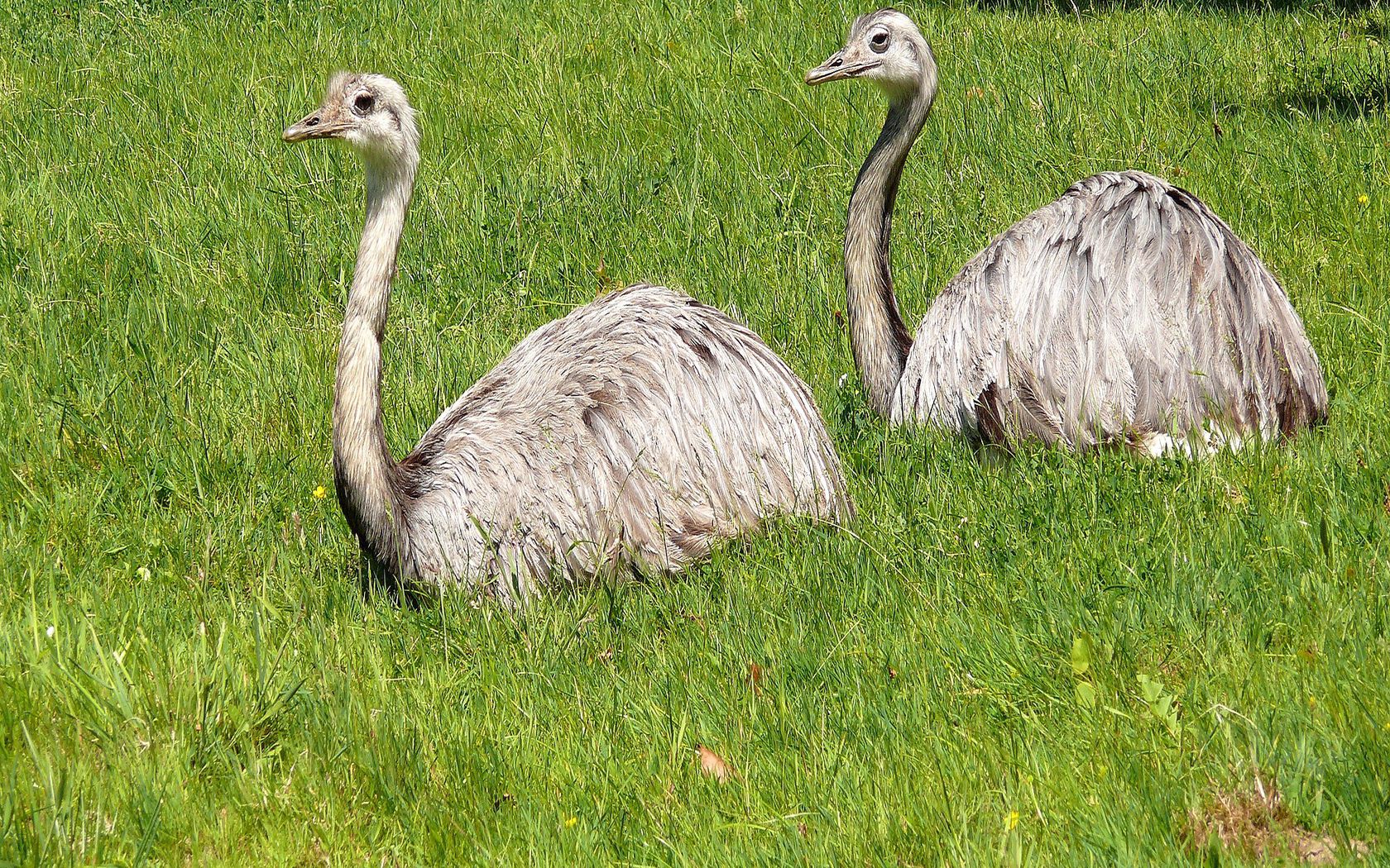 beak, animals, ostrich, grass, couple, pair, polyana, glade wallpapers for tablet