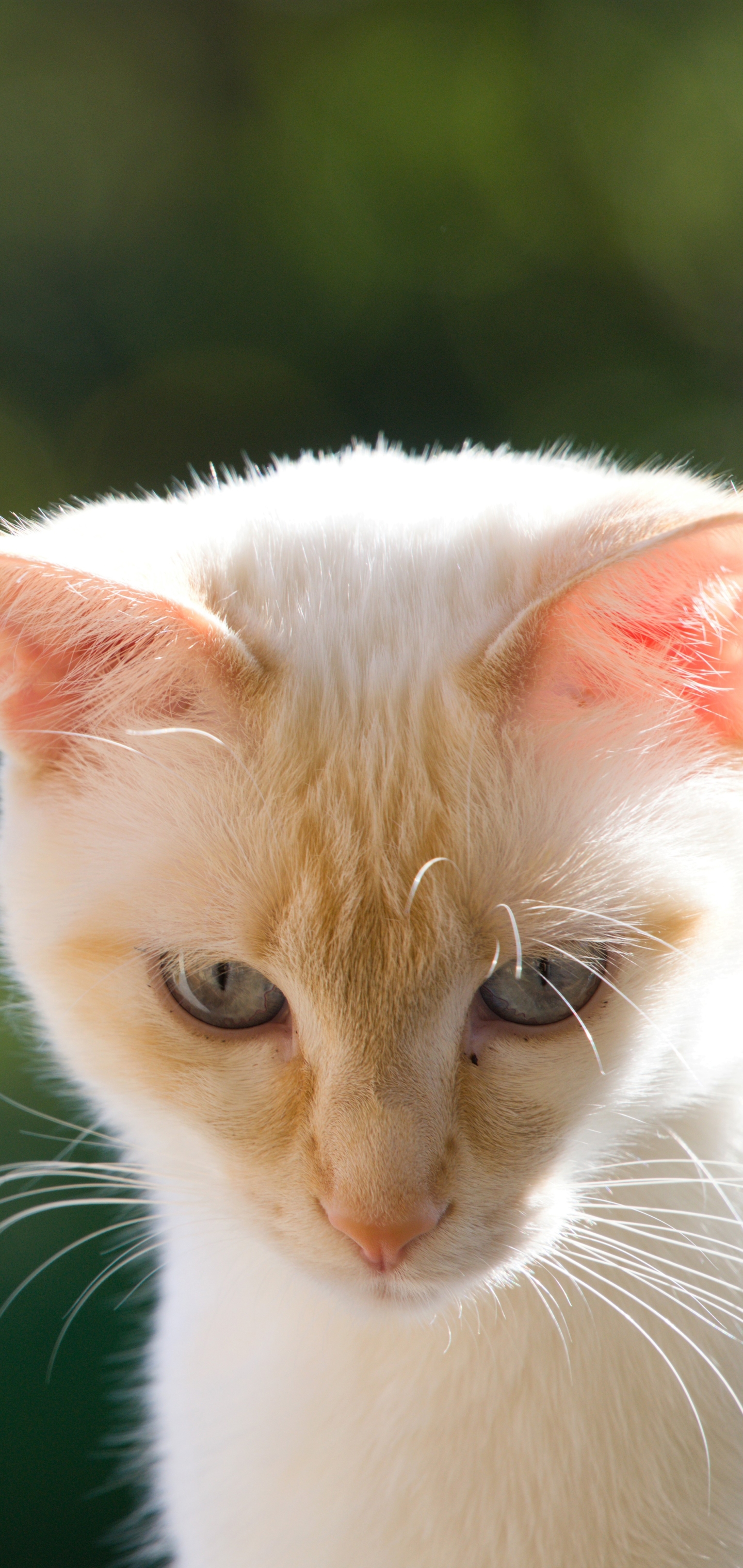 Baixe gratuitamente a imagem Animais, Gatos, Gato na área de trabalho do seu PC