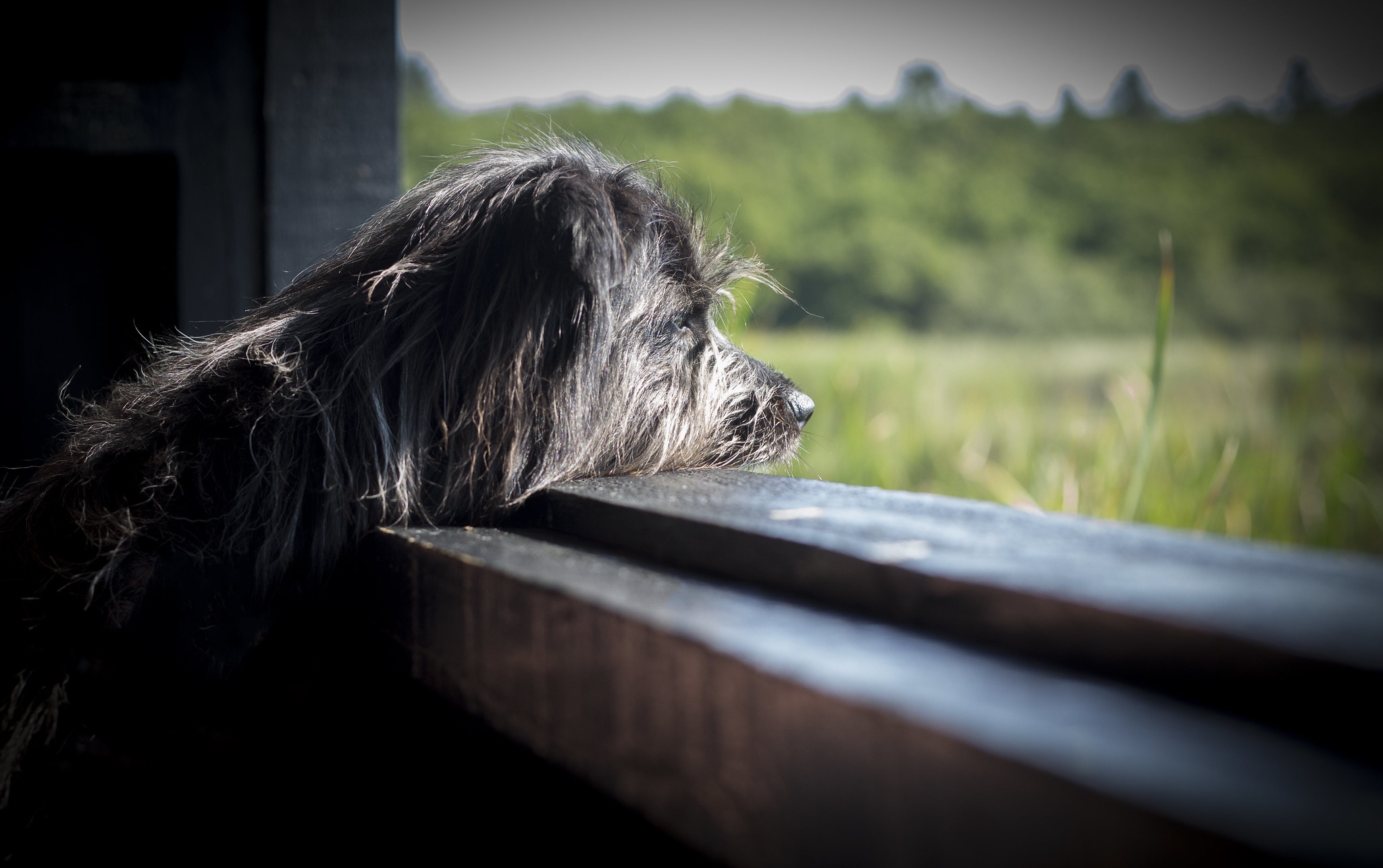 Download mobile wallpaper Dogs, Dog, Animal, Sad, Profile for free.