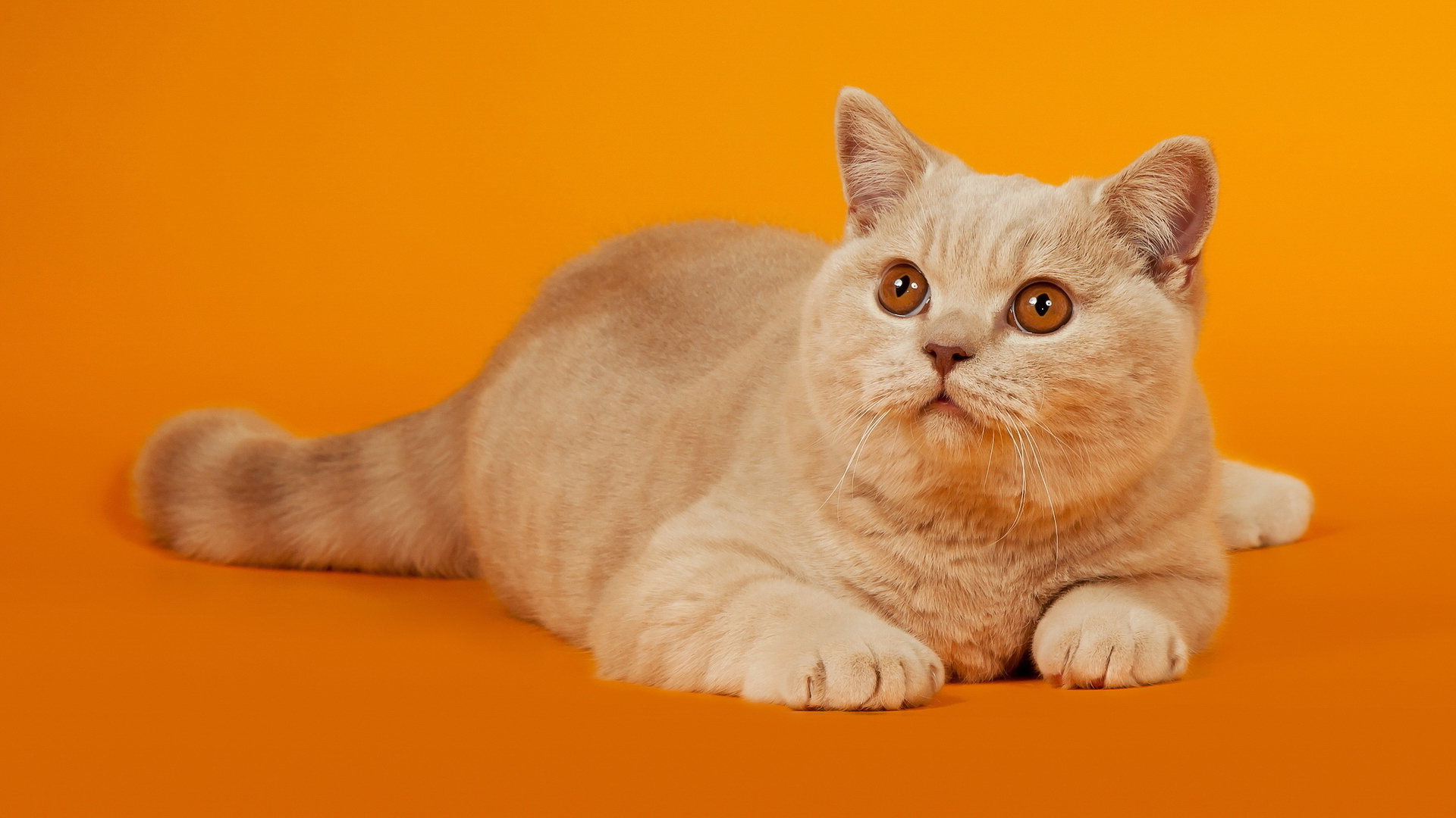 Téléchargez des papiers peints mobile Animaux, Chat gratuitement.