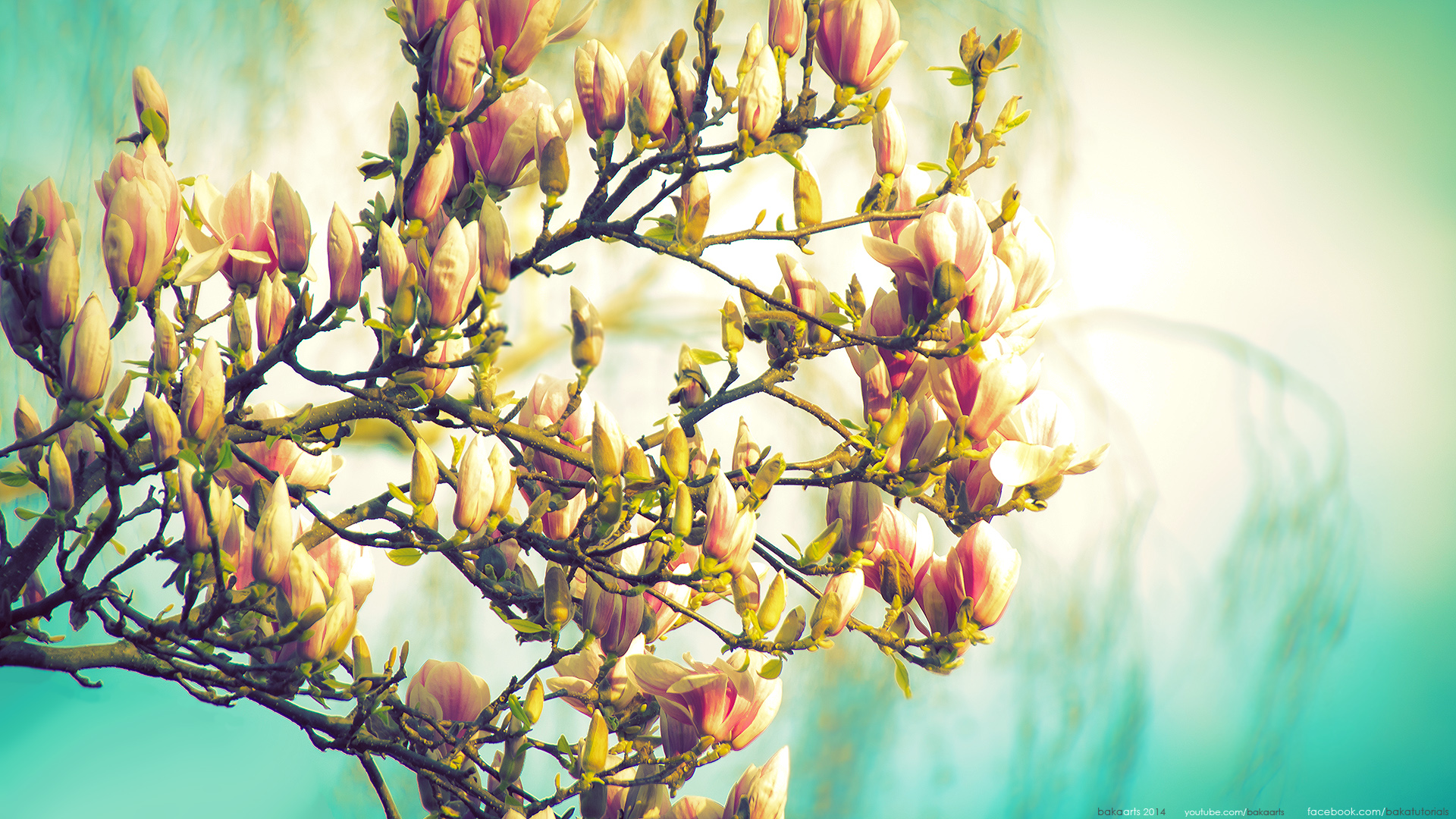 Free download wallpaper Nature, Flowers, Flower, Branch, Earth, Bokeh, Blossom on your PC desktop