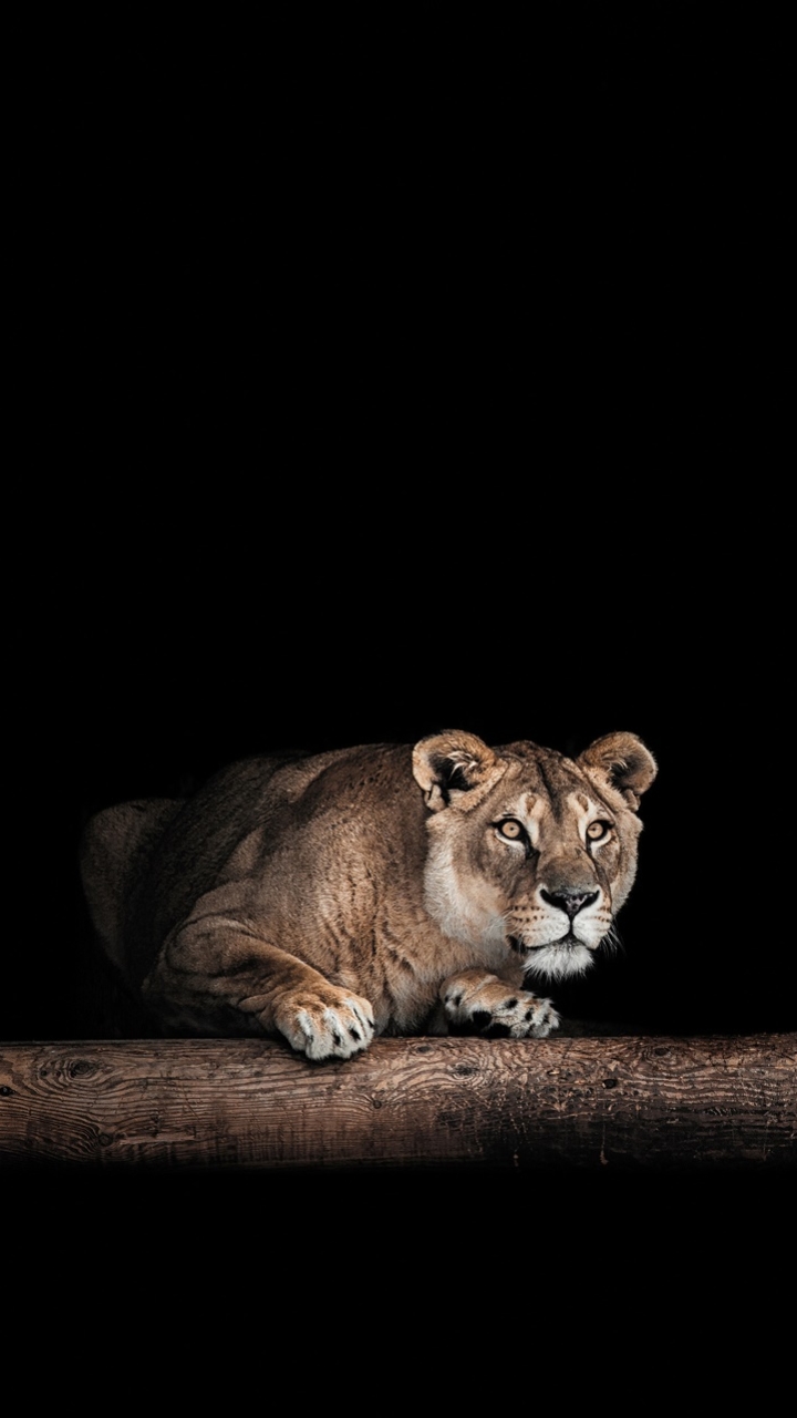 Téléchargez des papiers peints mobile Animaux, Chats, Lion gratuitement.