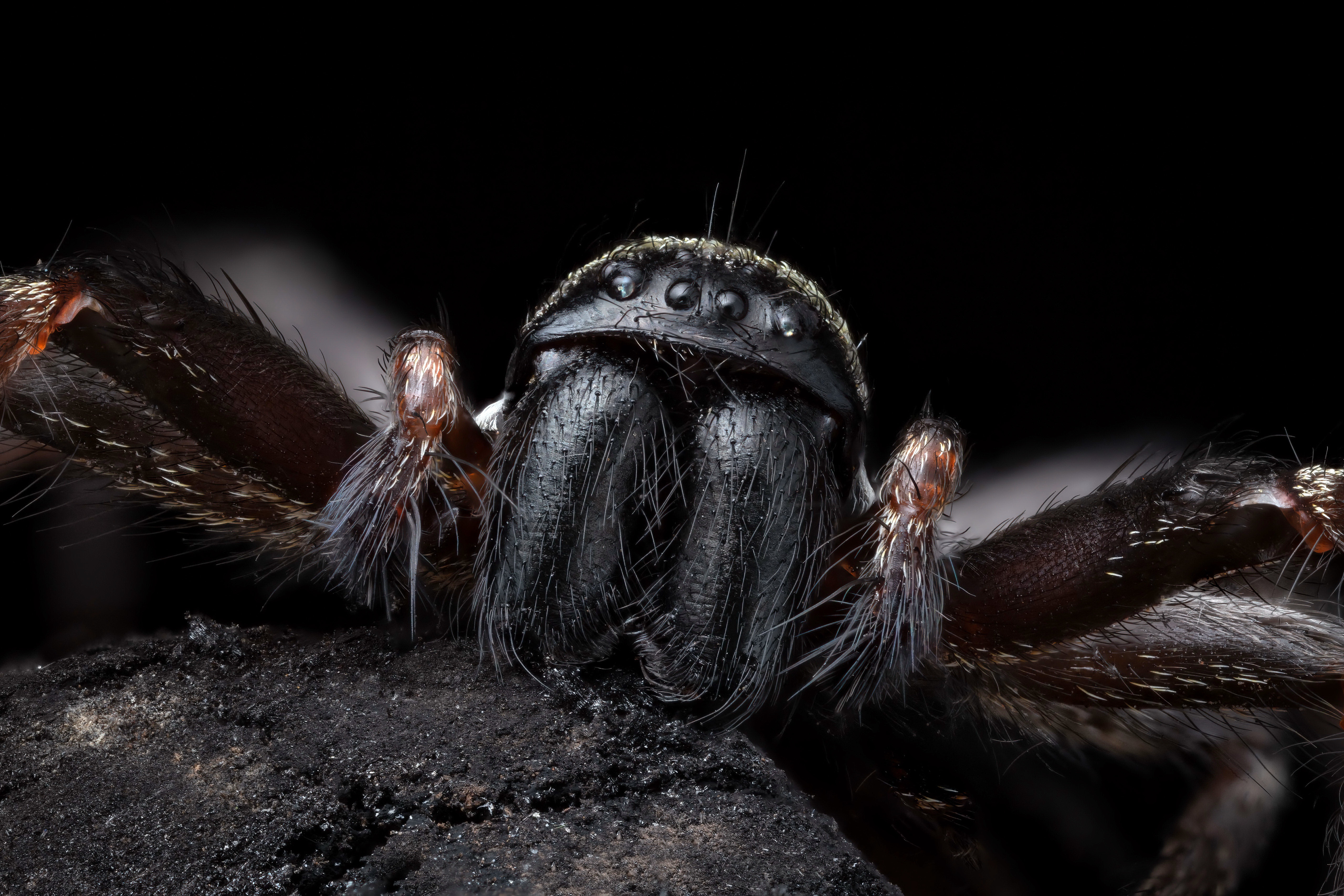 Download mobile wallpaper Spiders, Macro, Animal, Spider, Arachnid for free.