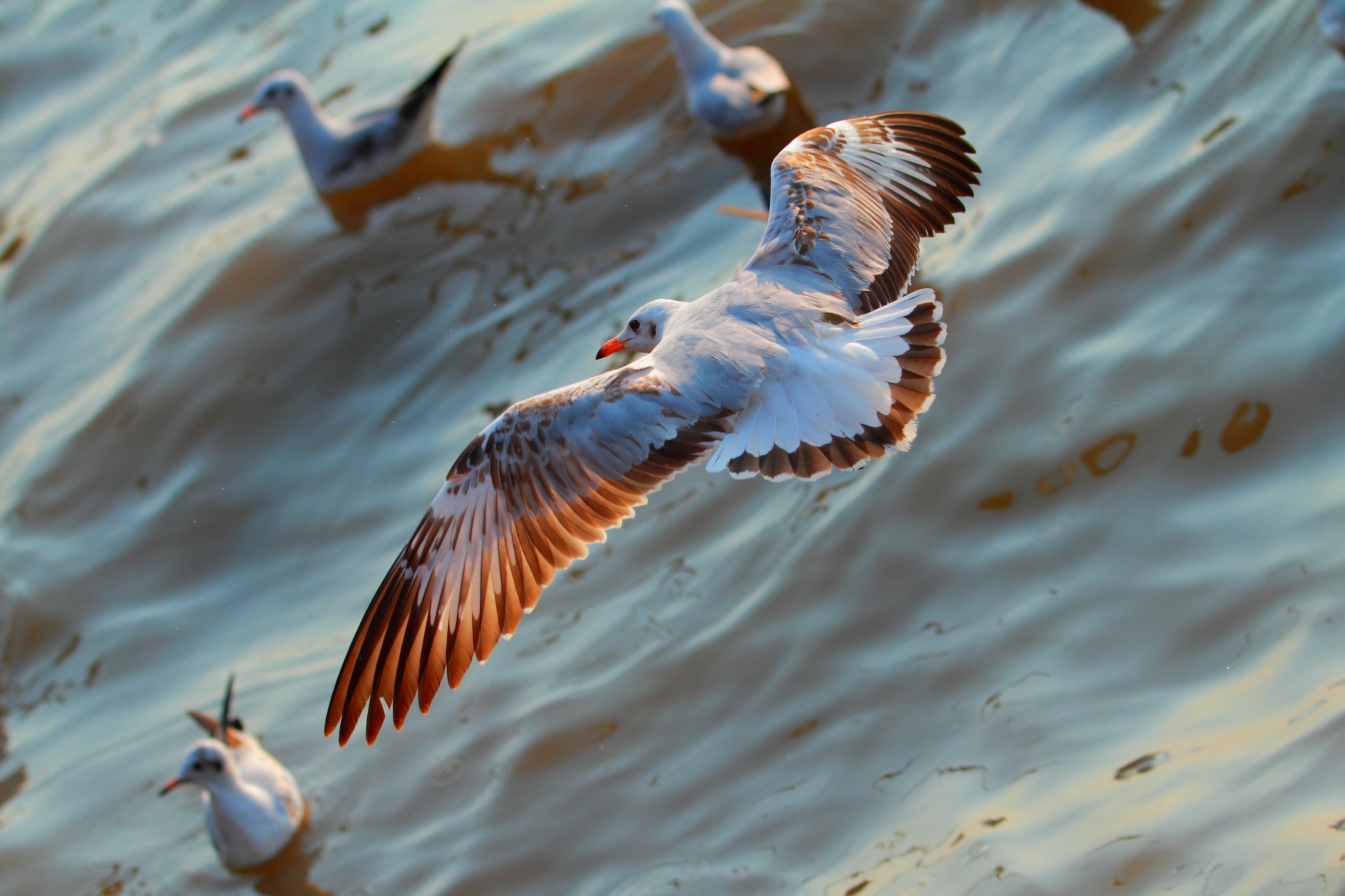 Free download wallpaper Birds, Sea, Animals, Seagulls, Flight on your PC desktop