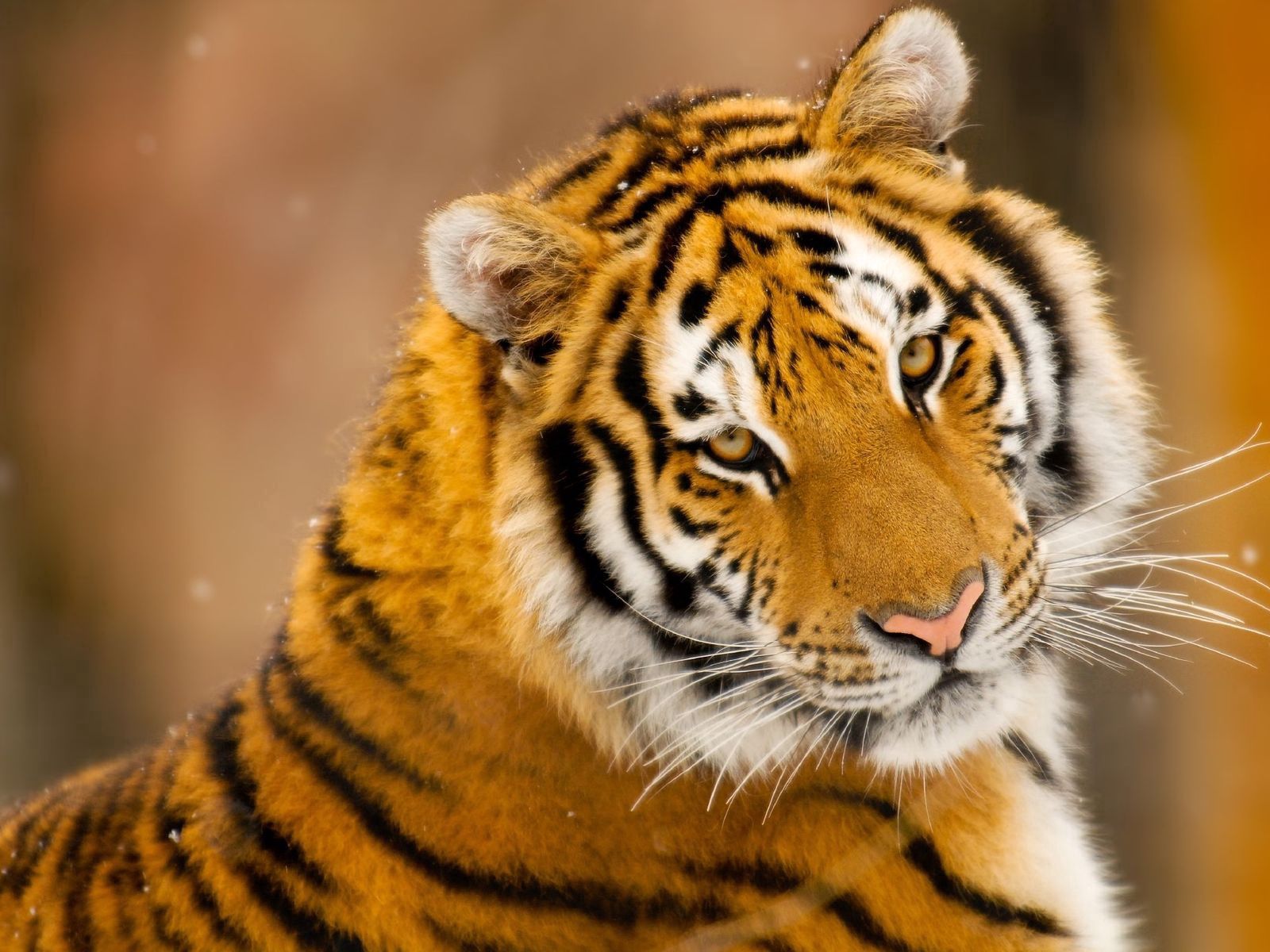 131230 descargar fondo de pantalla bozal, animales, depredador, gato grande, visión, opinión, tigre: protectores de pantalla e imágenes gratis